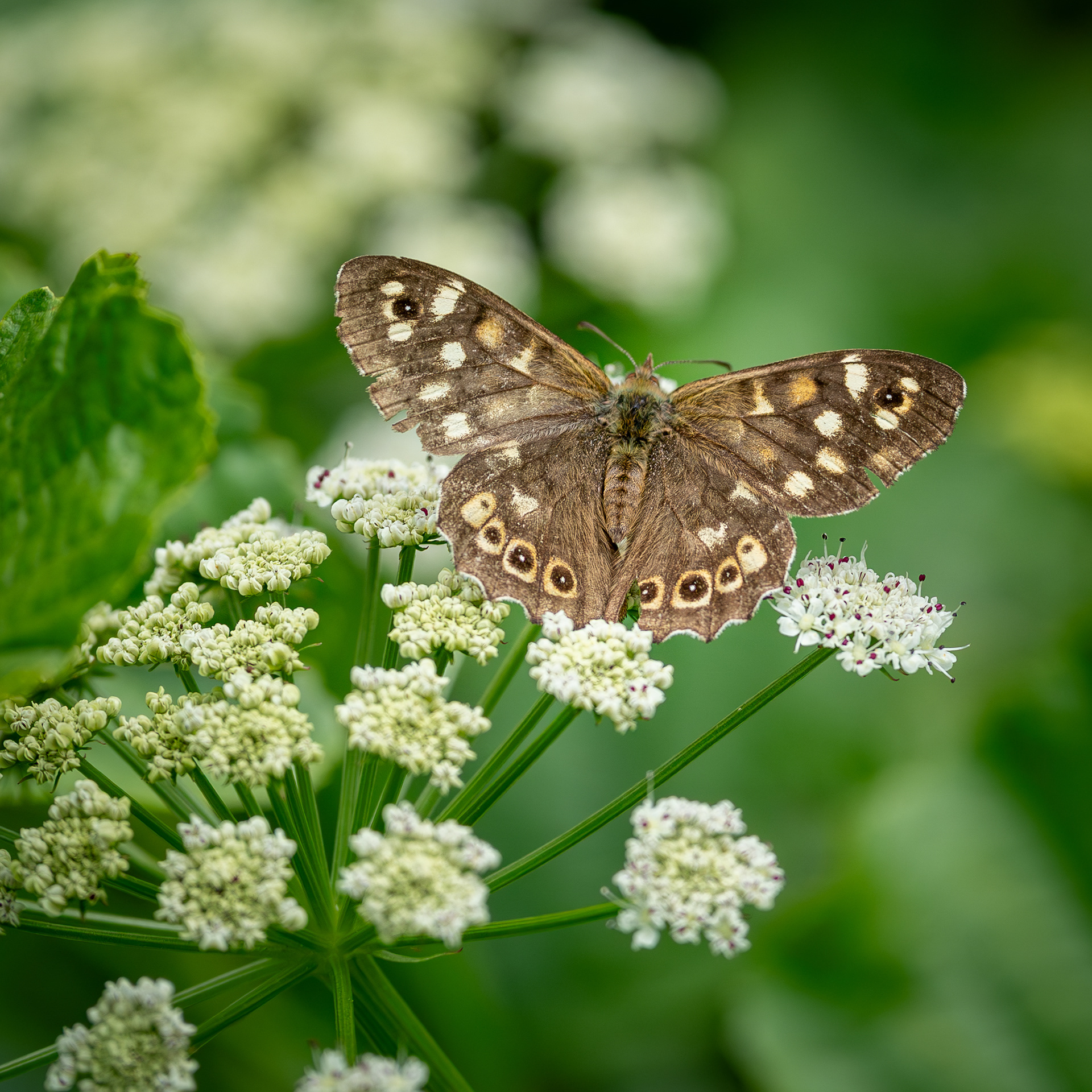 Speckled Wood Butterfly