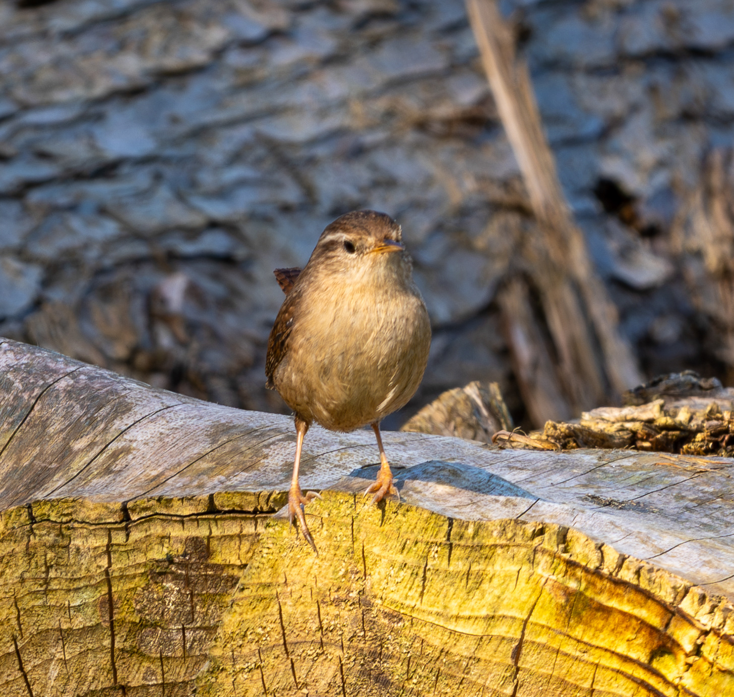 Wren