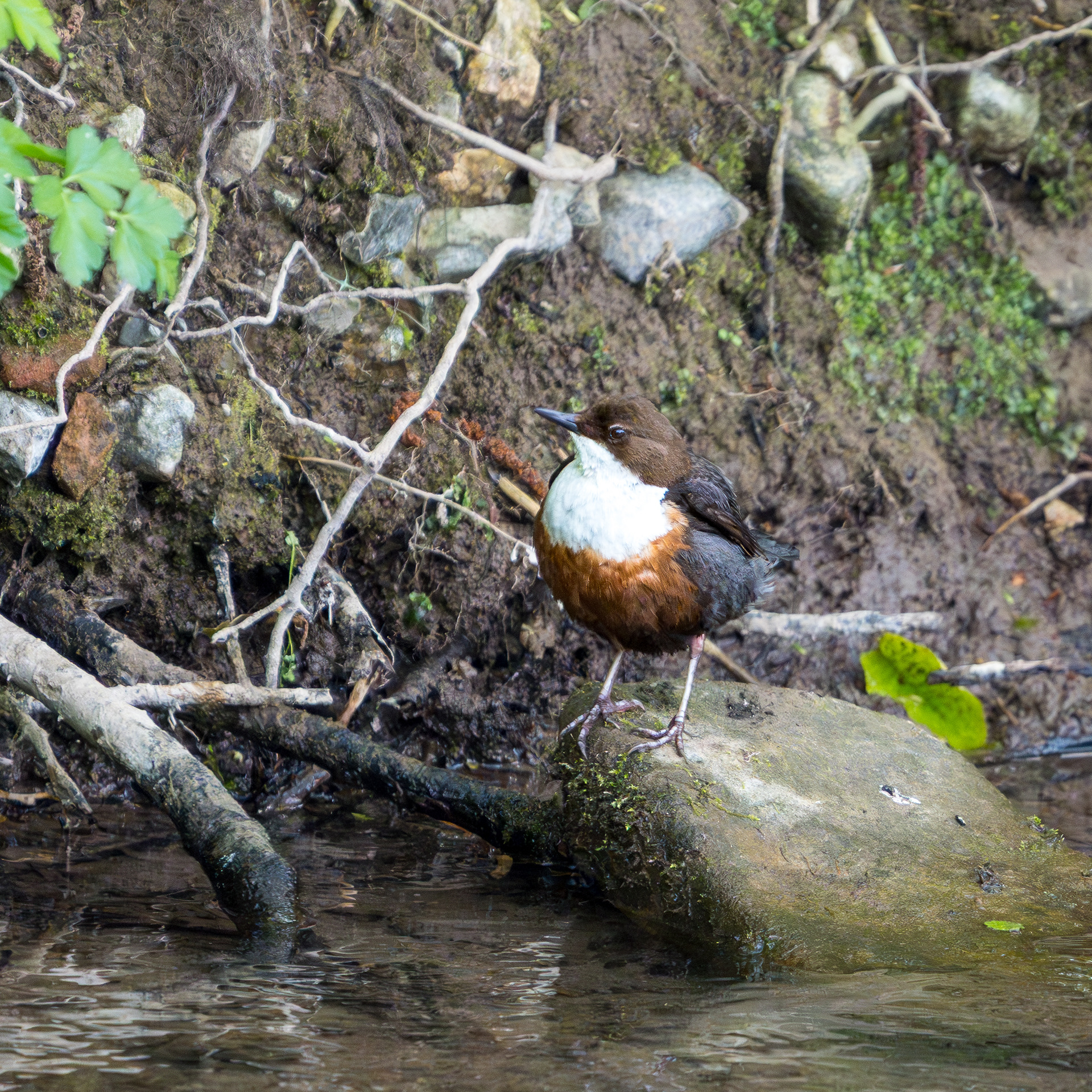 Dipper