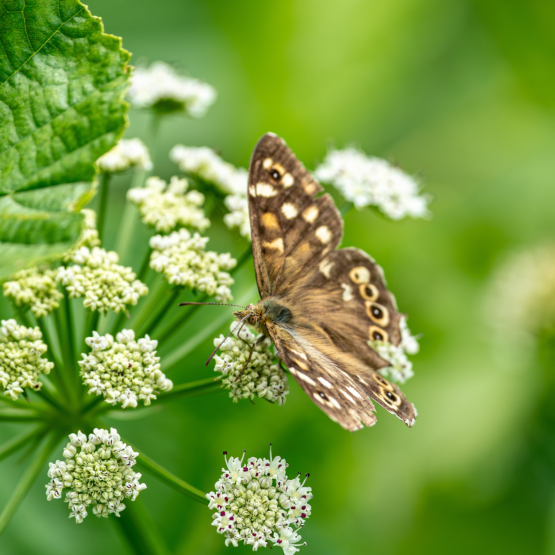 Speckled Wood Butterfly