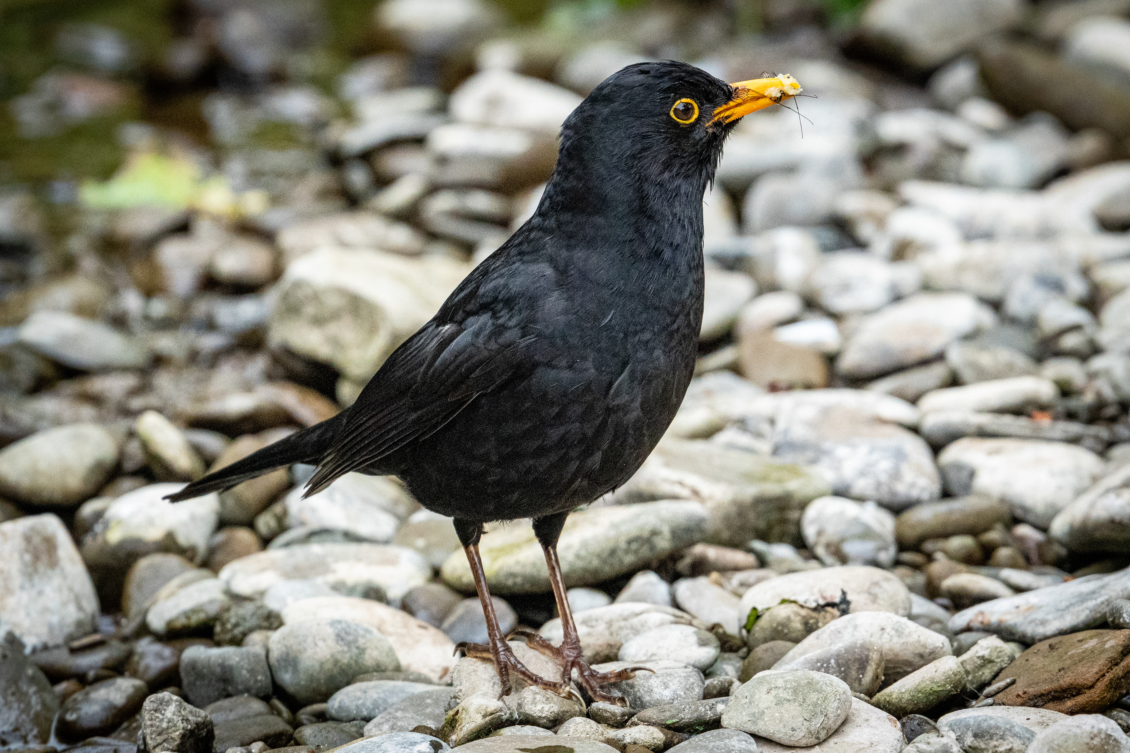Blackbird