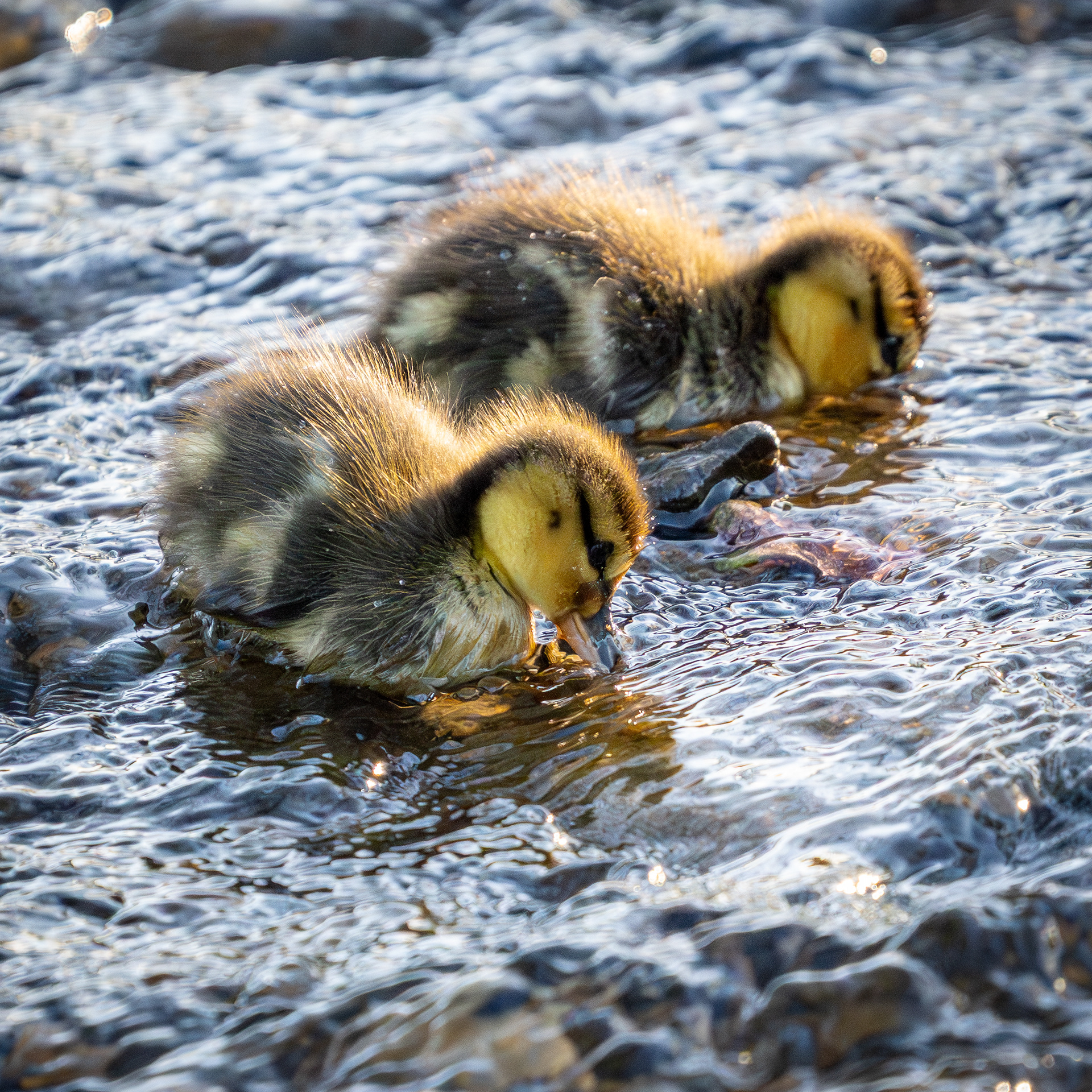 Ducklings