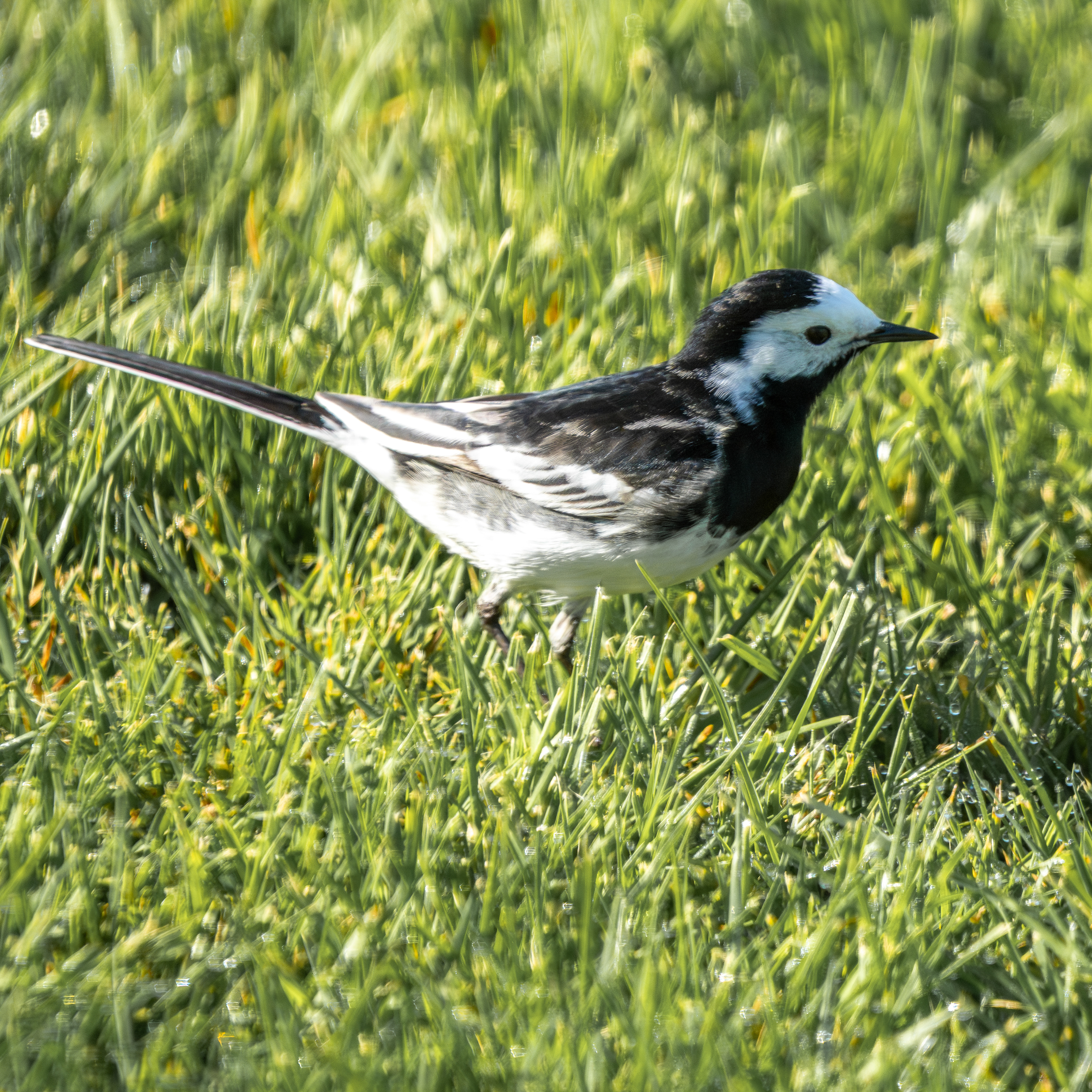 Pied Wagtail