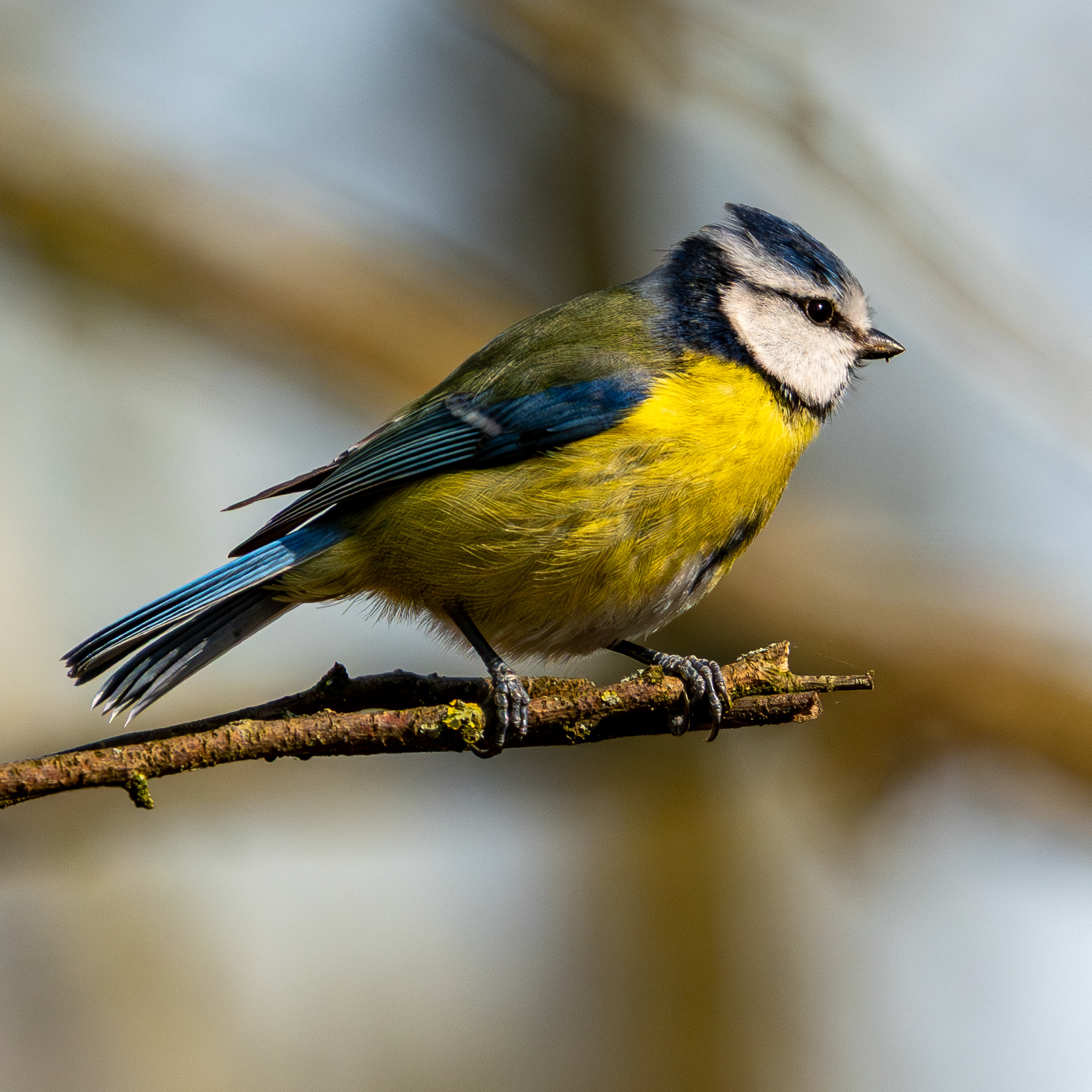 Blue Tit