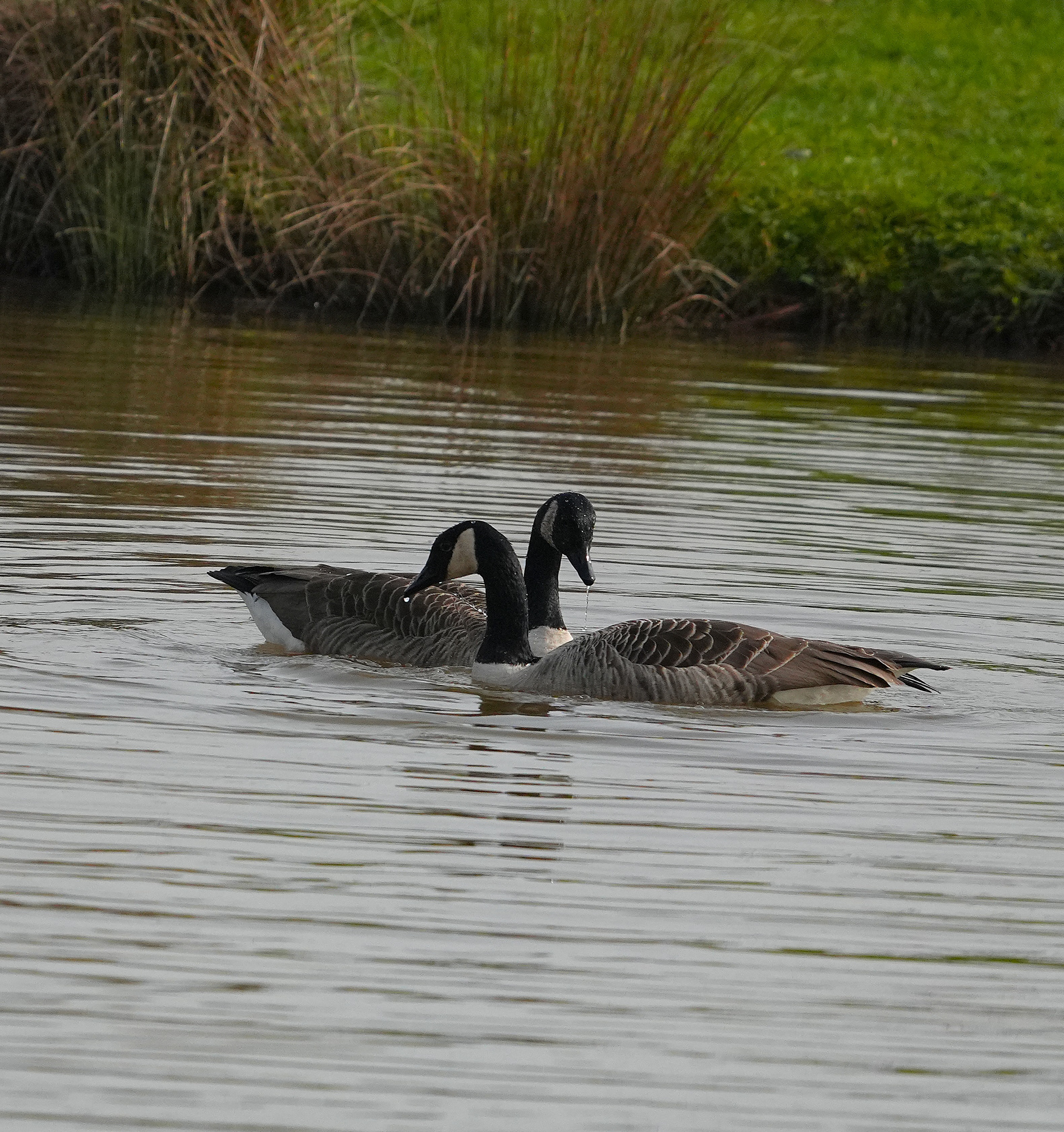 Two Canada Geese
