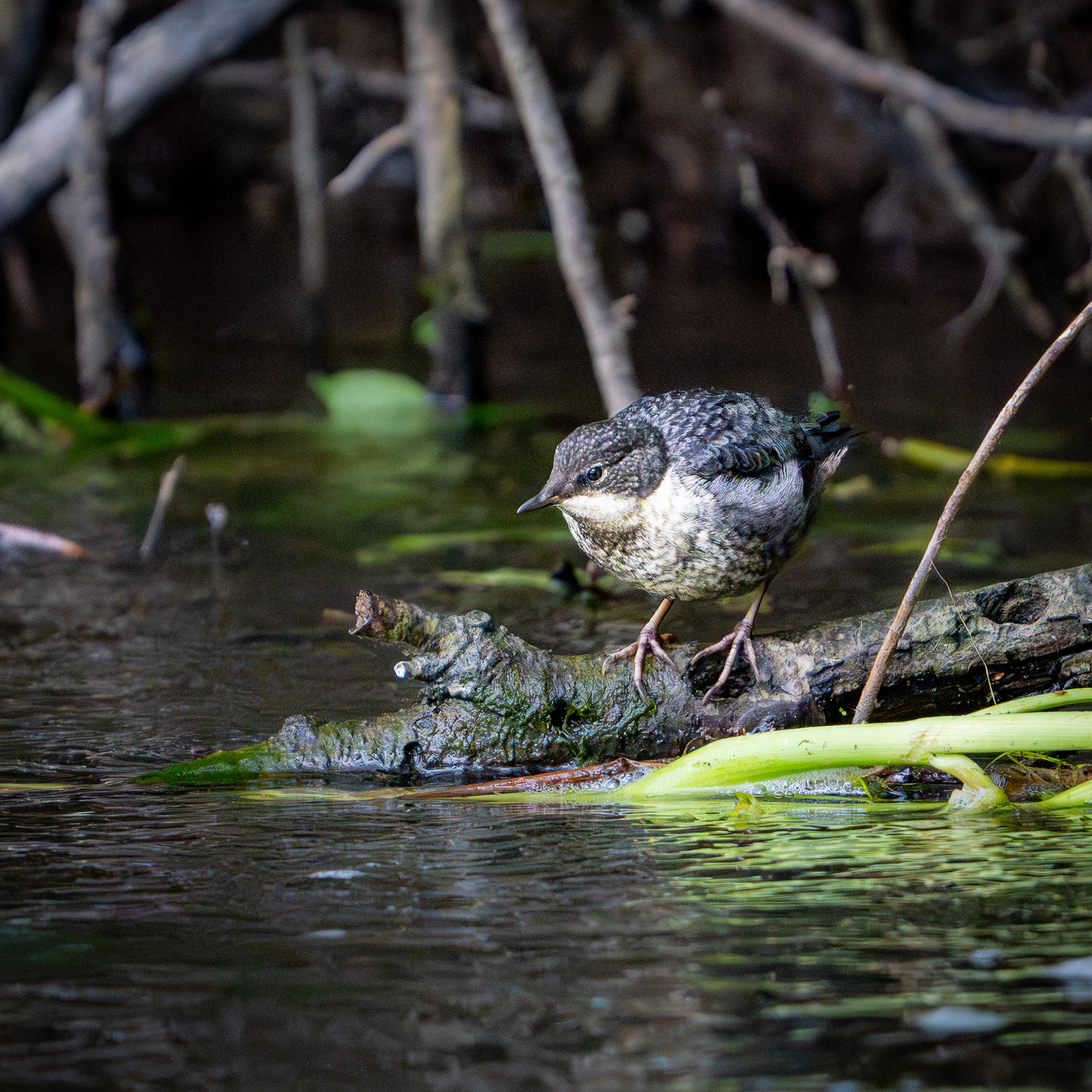 Juvenile Dipper