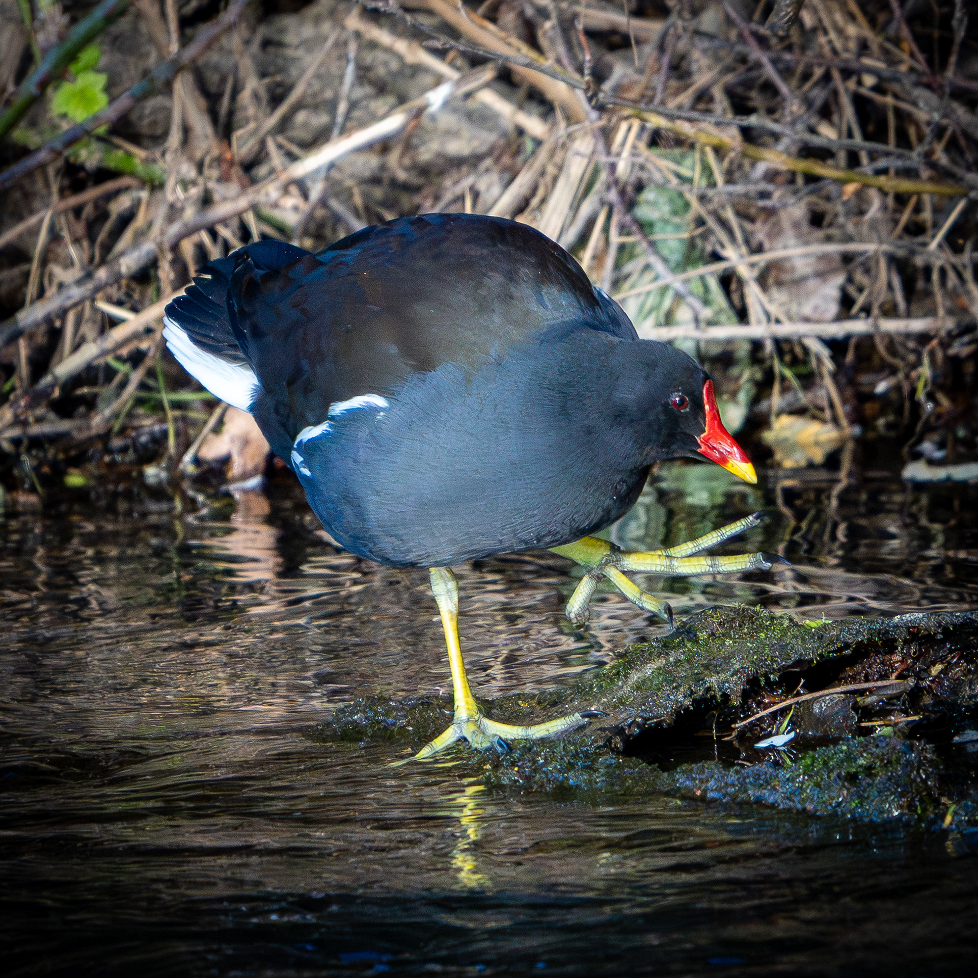 Moorhen