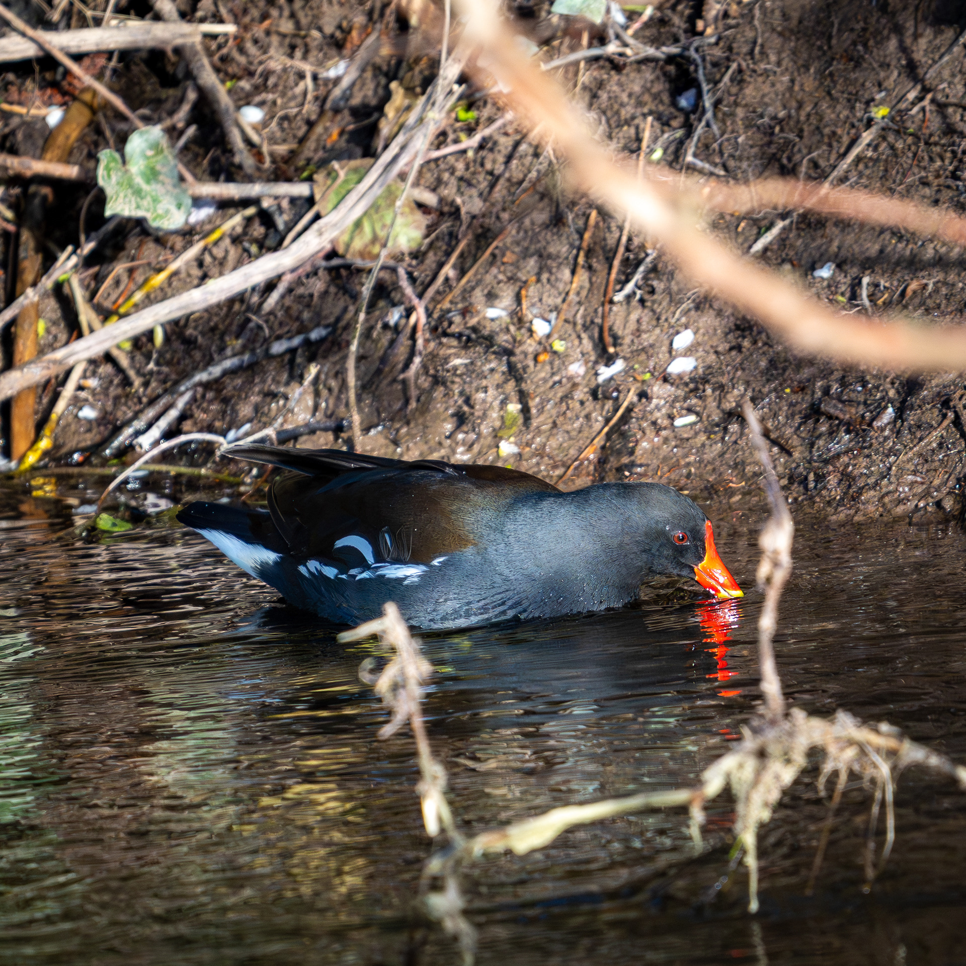 Moorhen