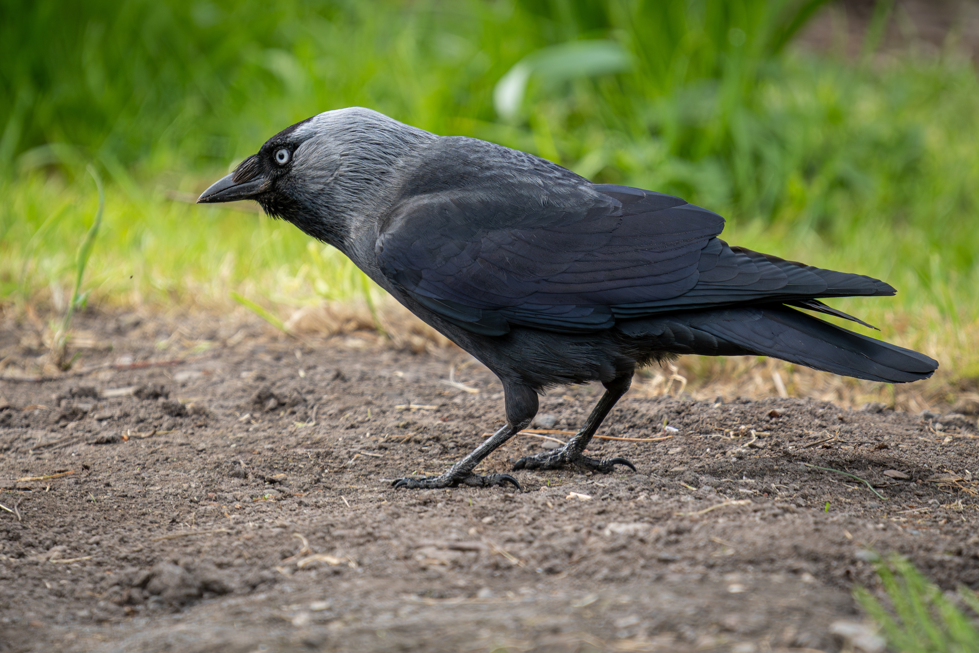 Jackdaw
