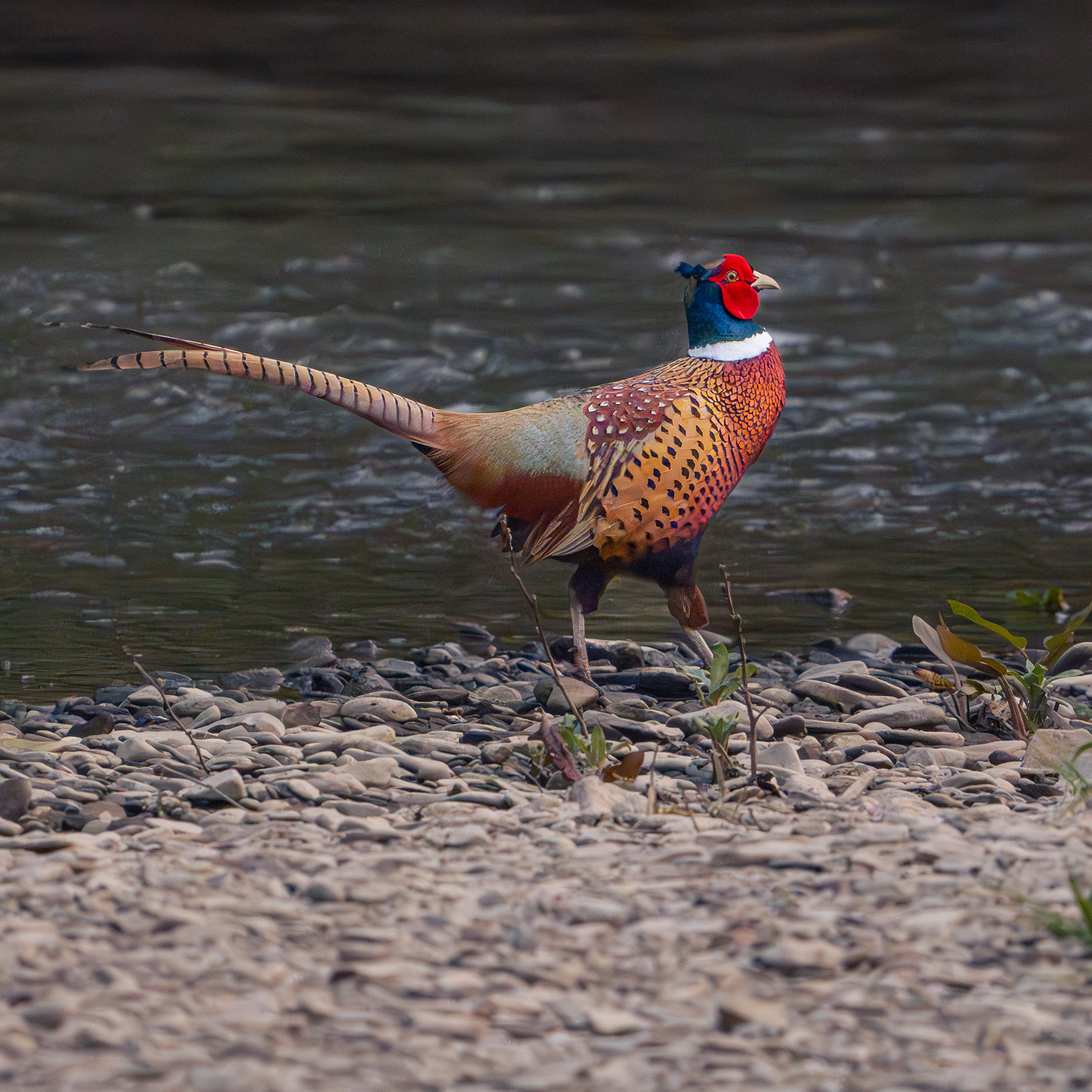 Pheasant
