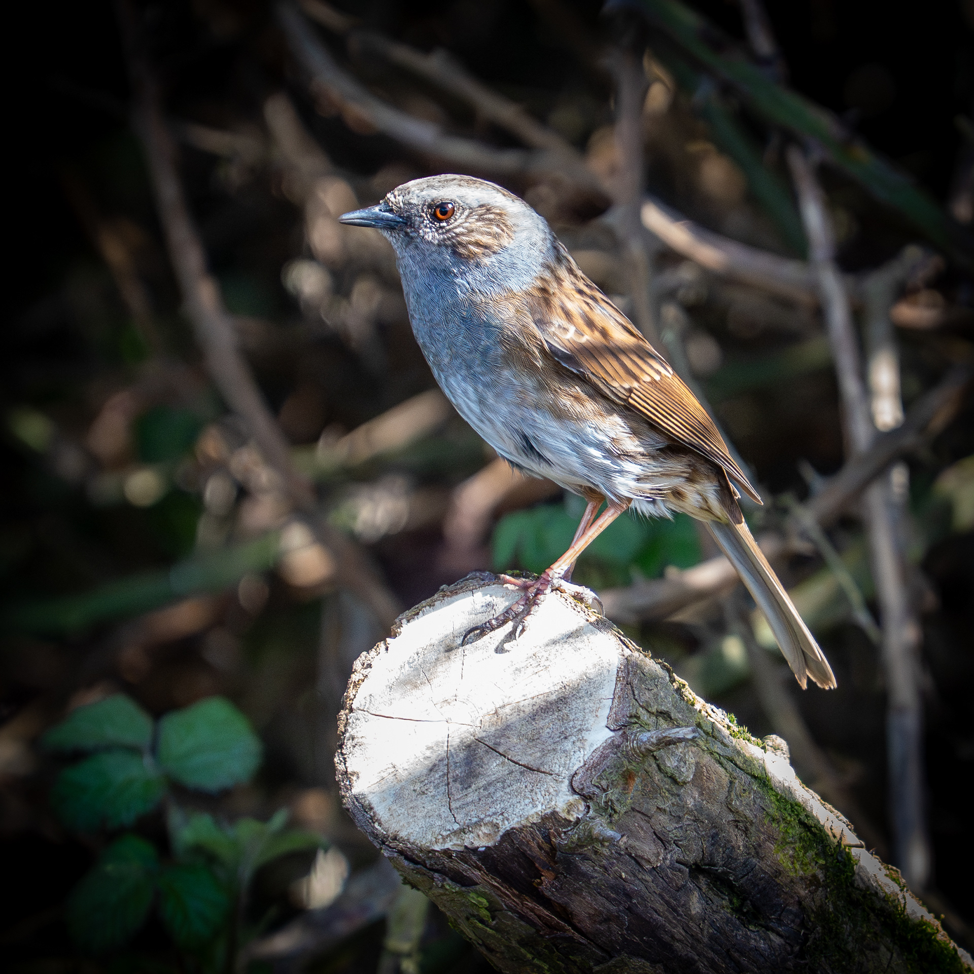 Dunnock