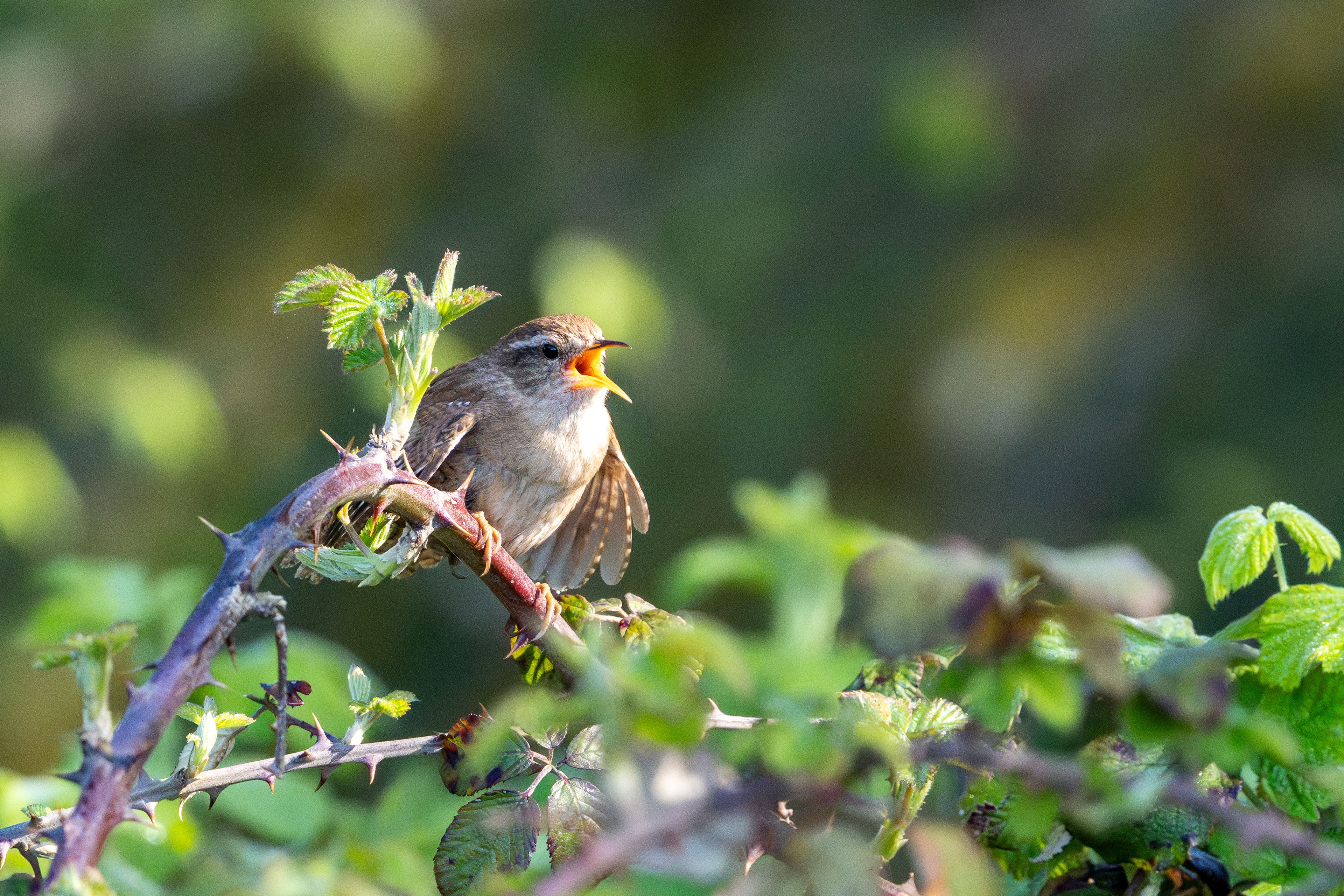 Wren