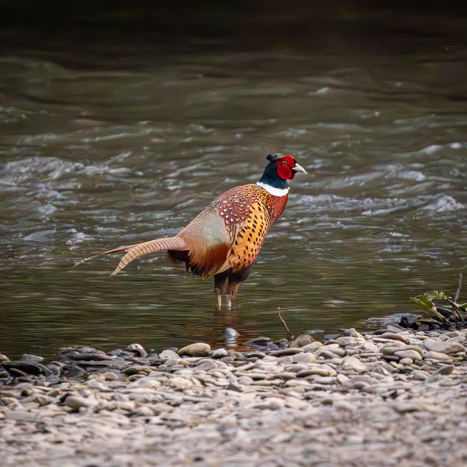 Pheasant