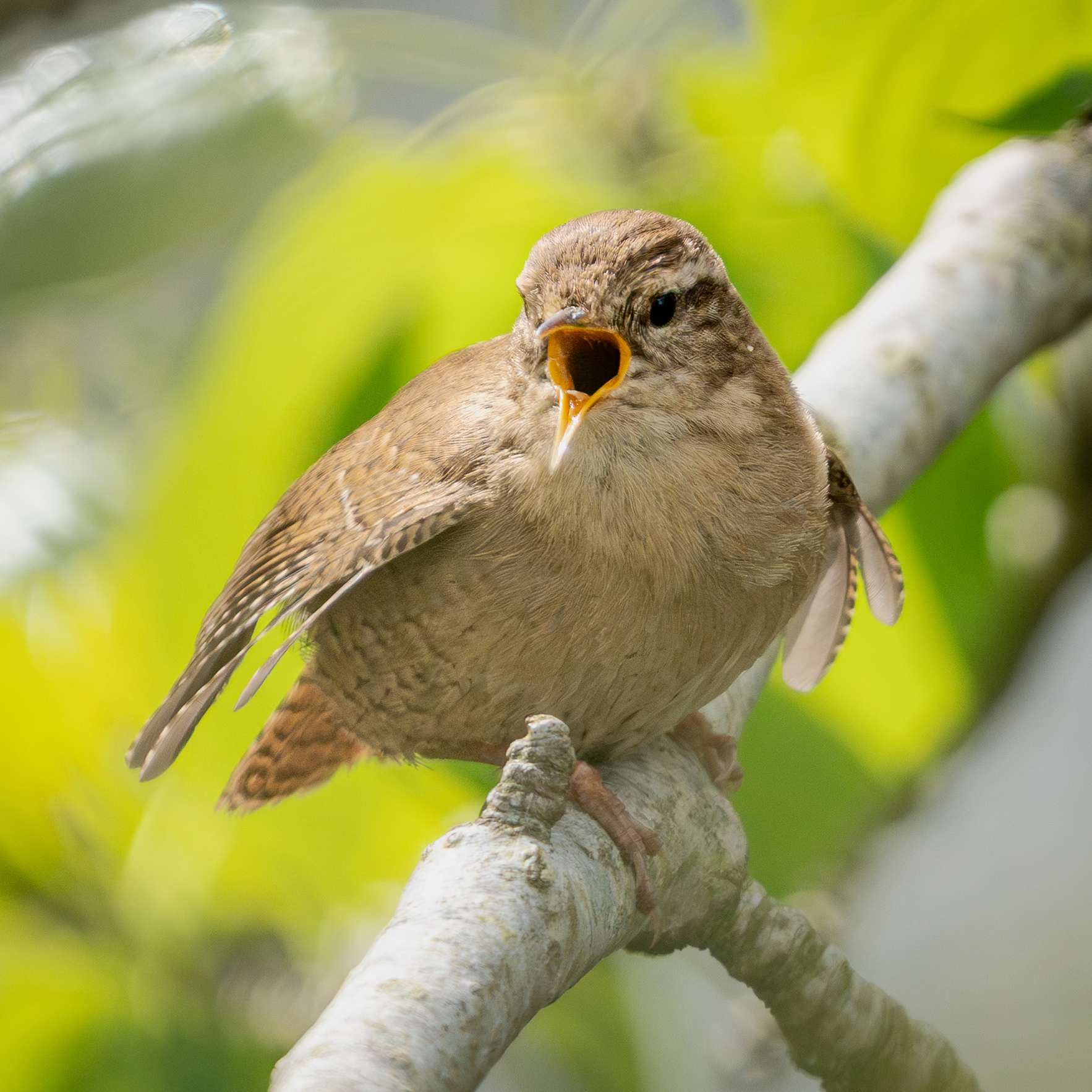 Wren