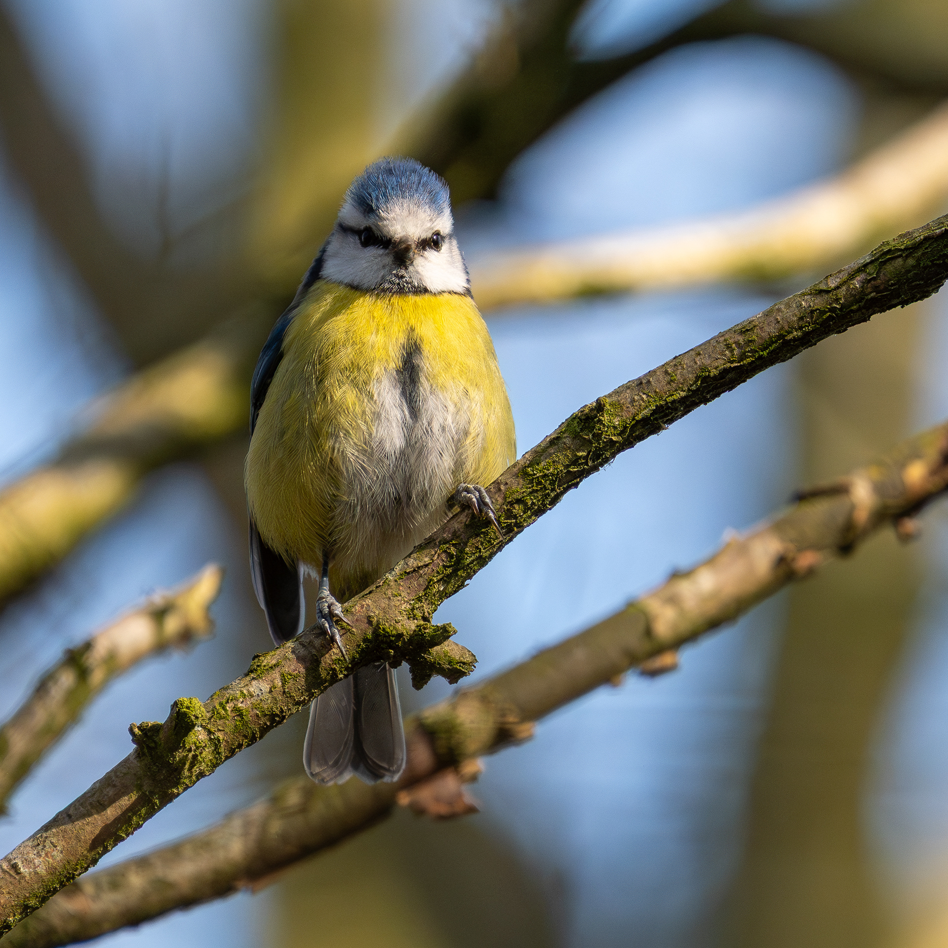 Blue Tit