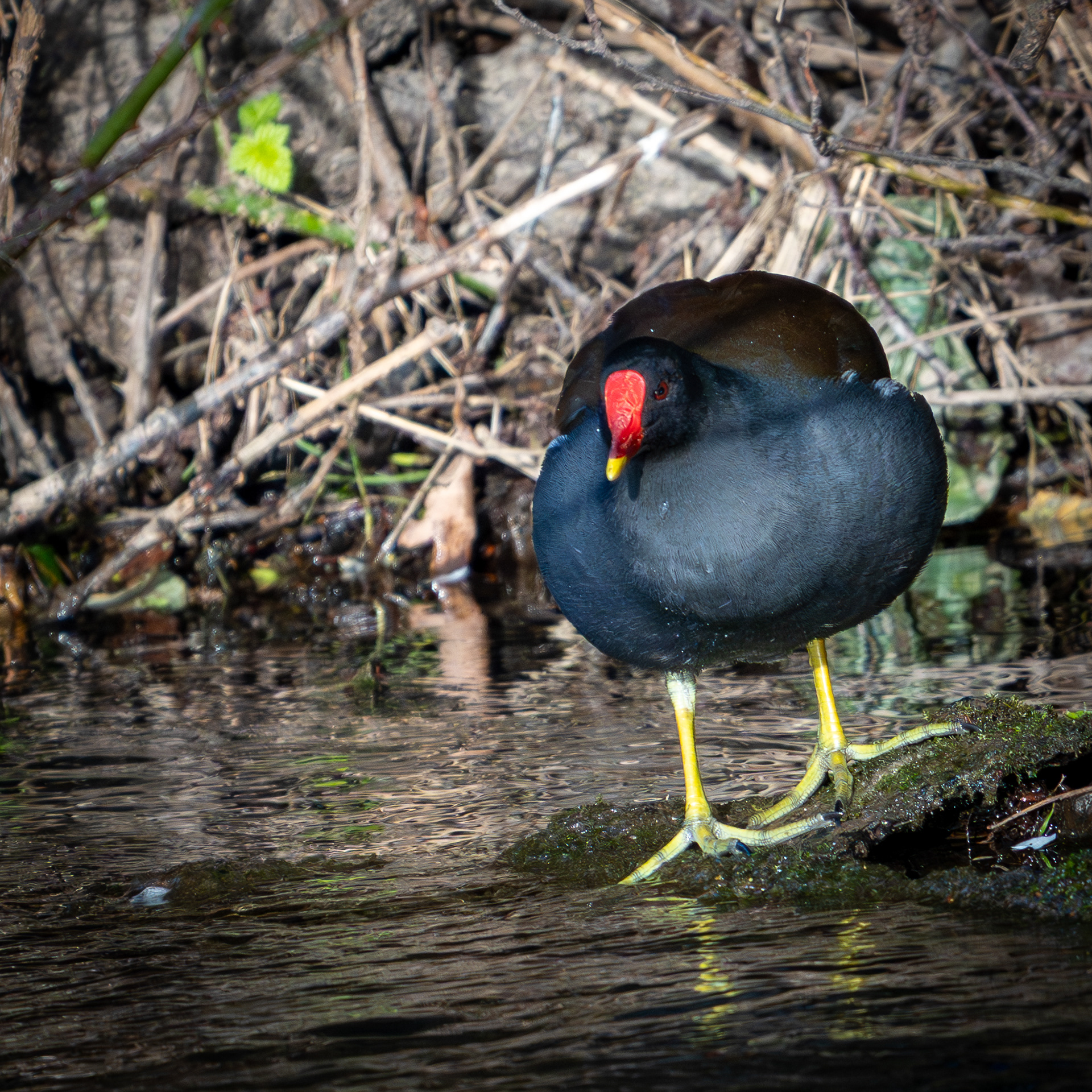 Moorhen
