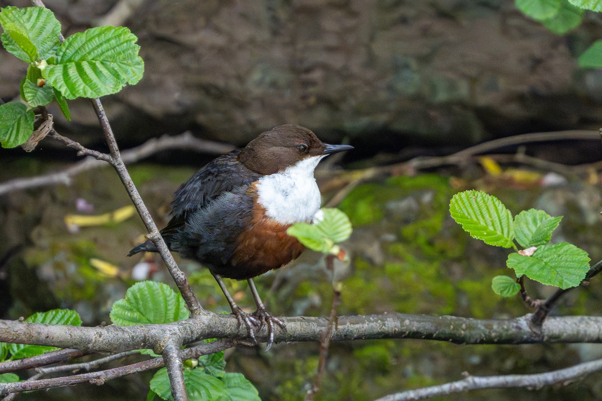 Dipper