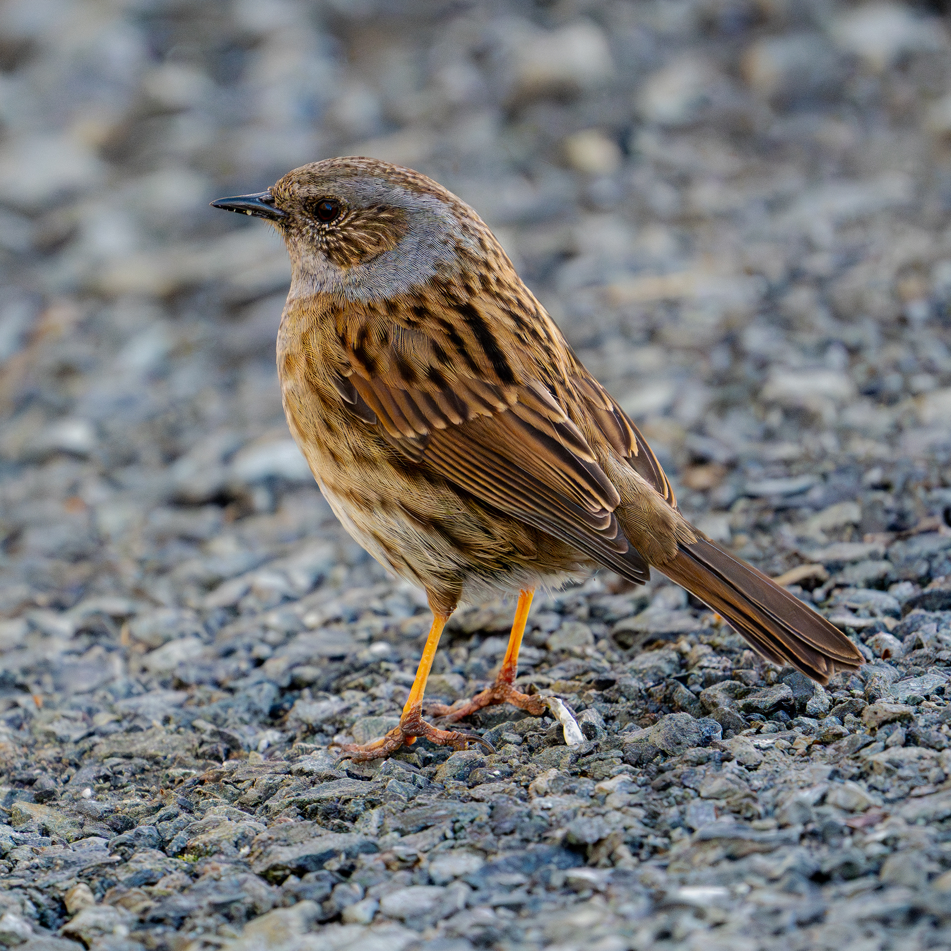 Dunnock