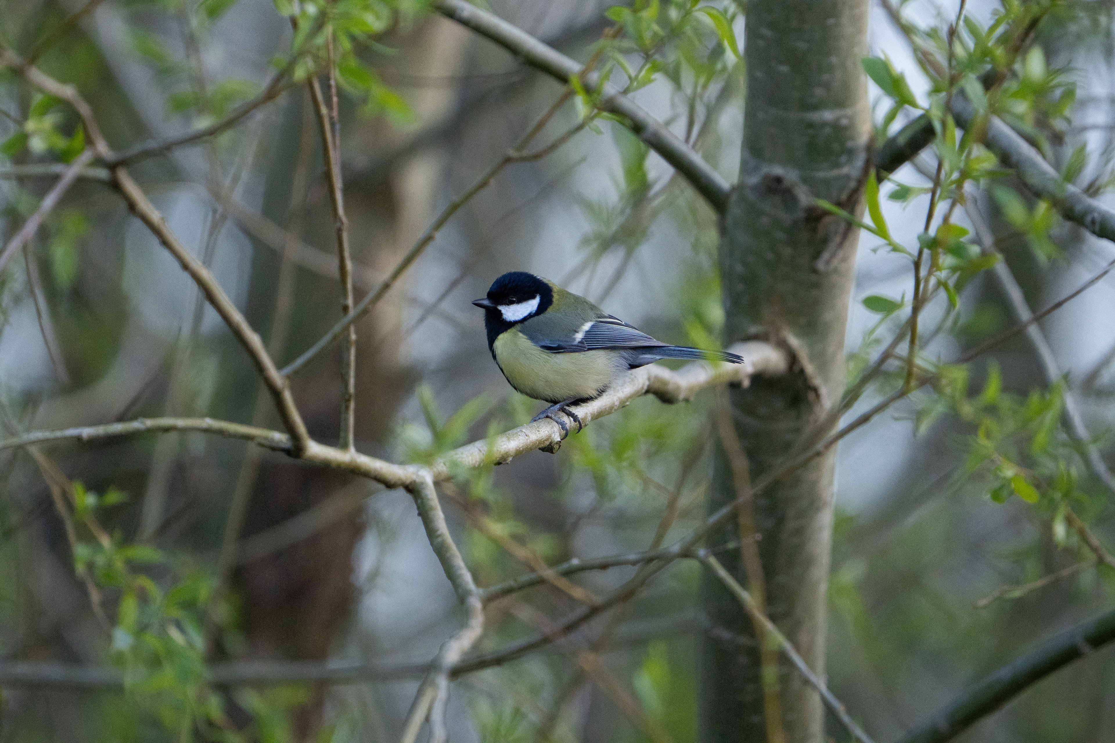 Great Tit