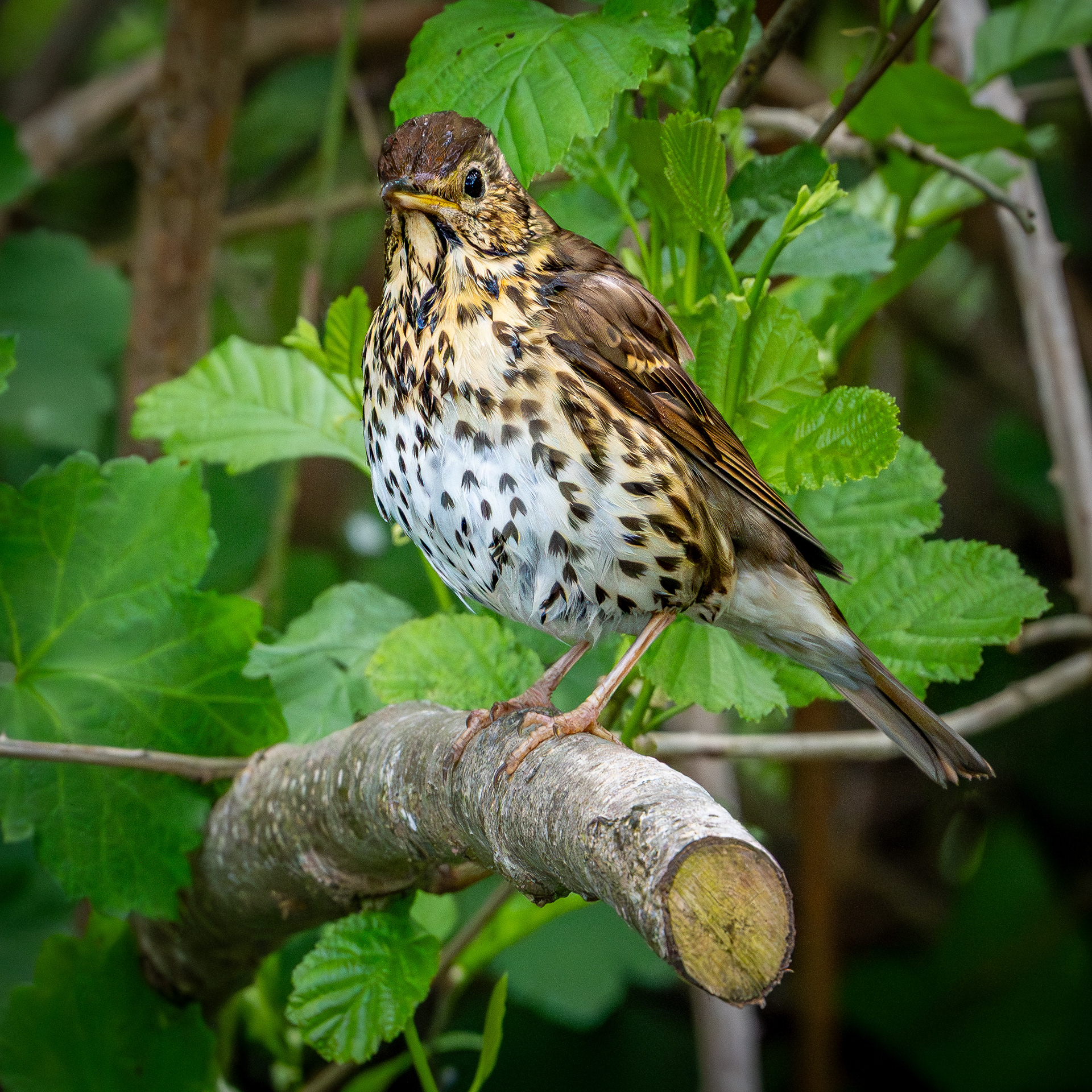 Songthrush