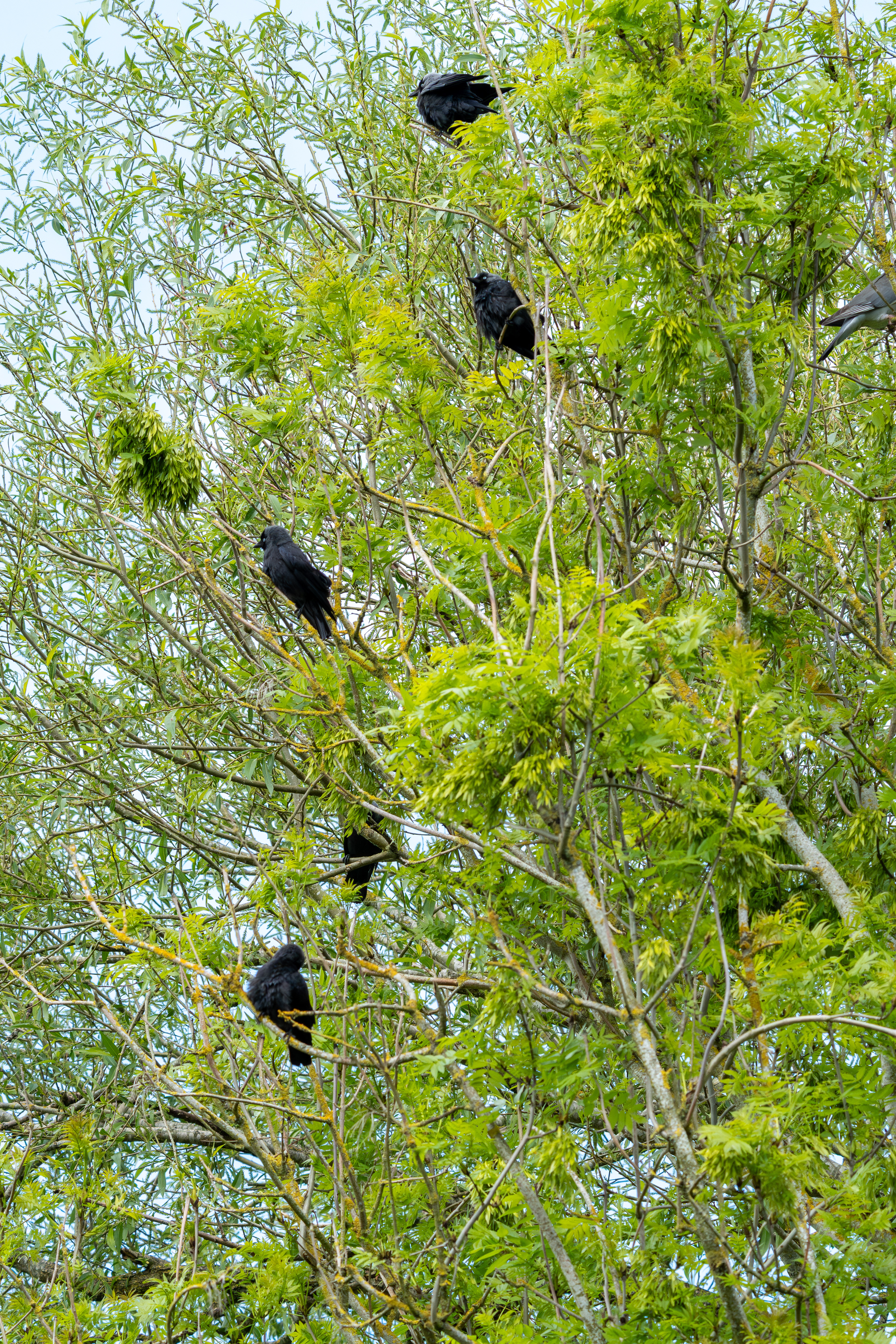 A clattering of Jackdaws