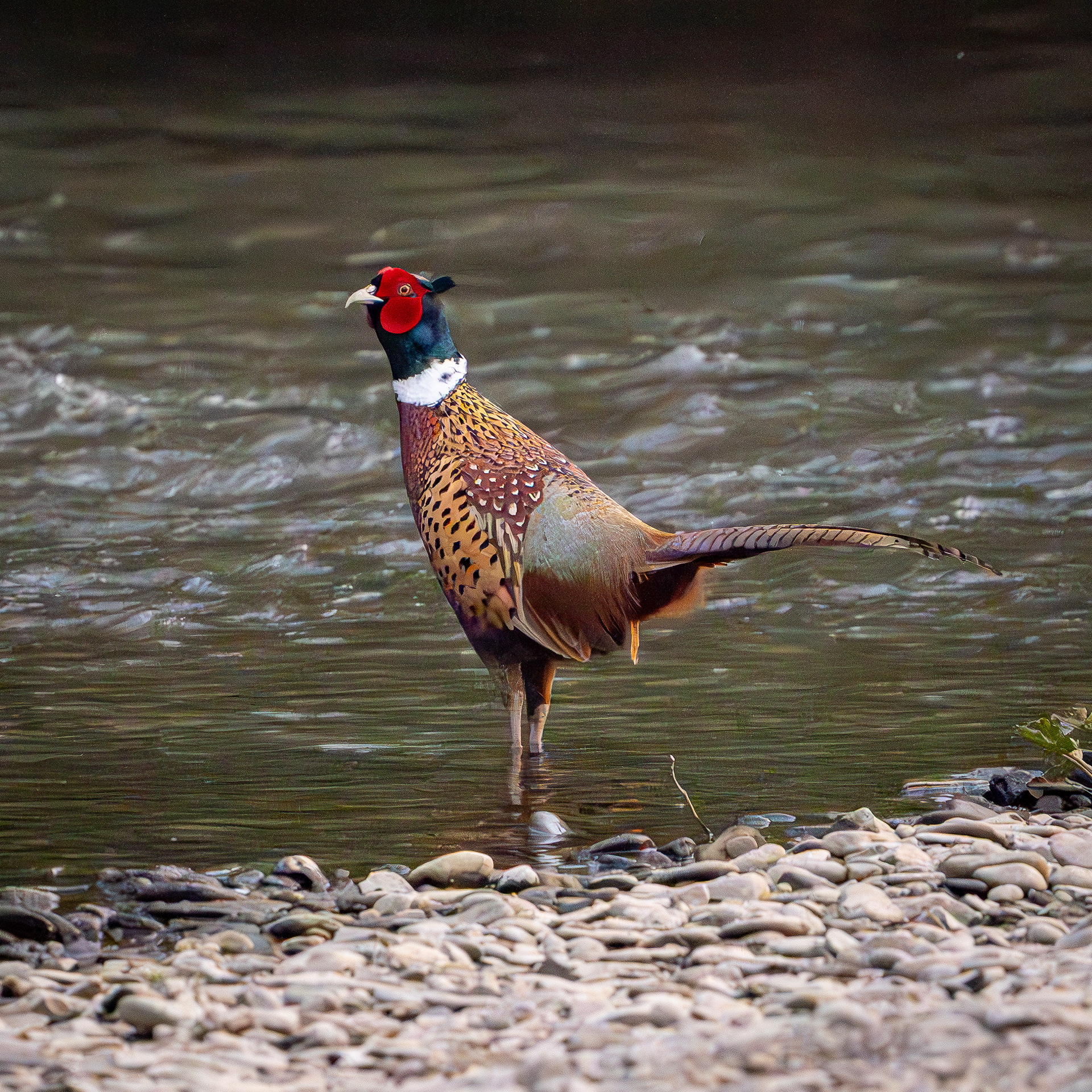 Pheasant