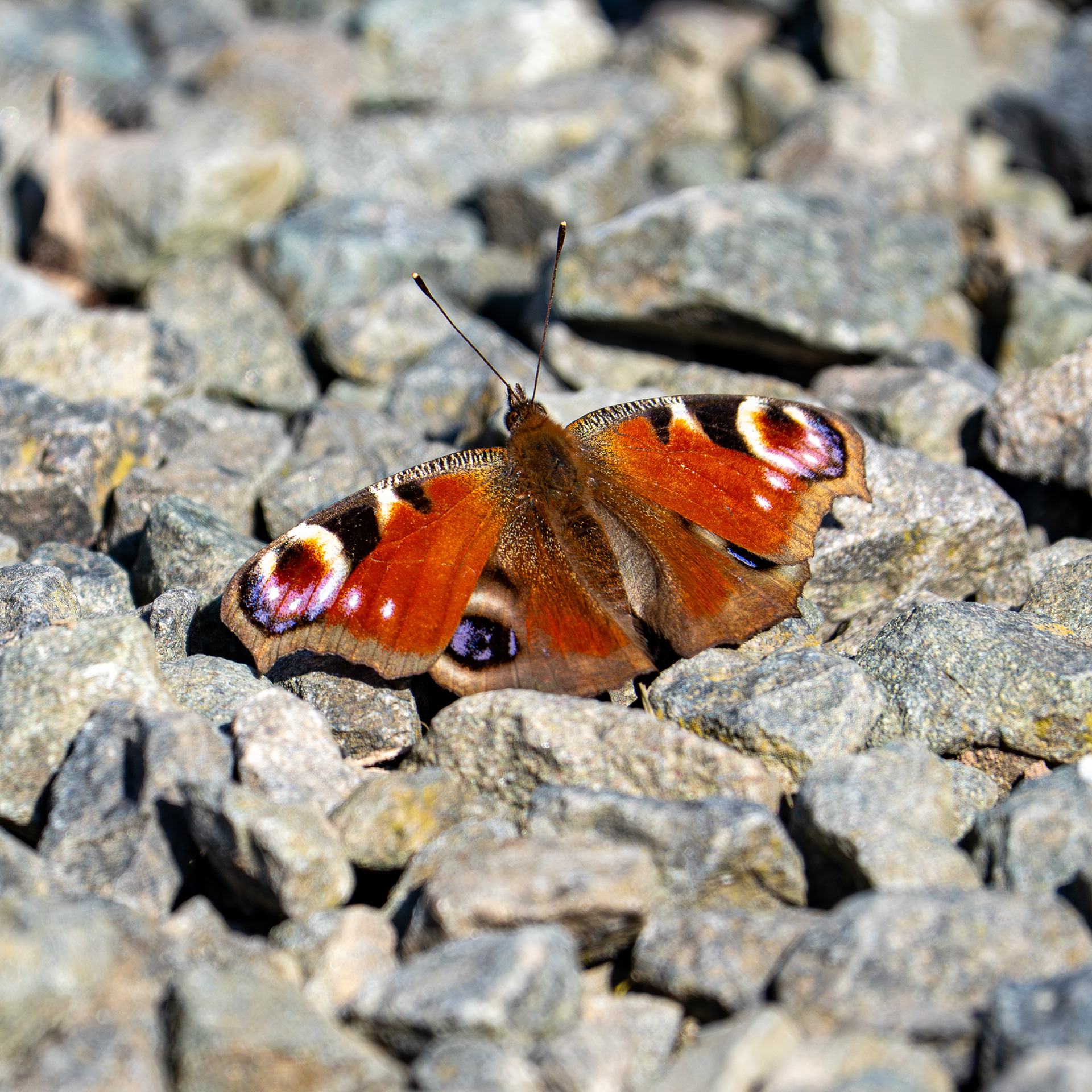 Peacock Butterfly