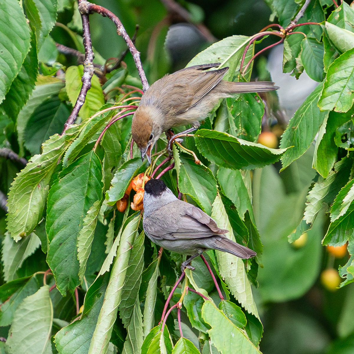 BlackCap and Juvenile 