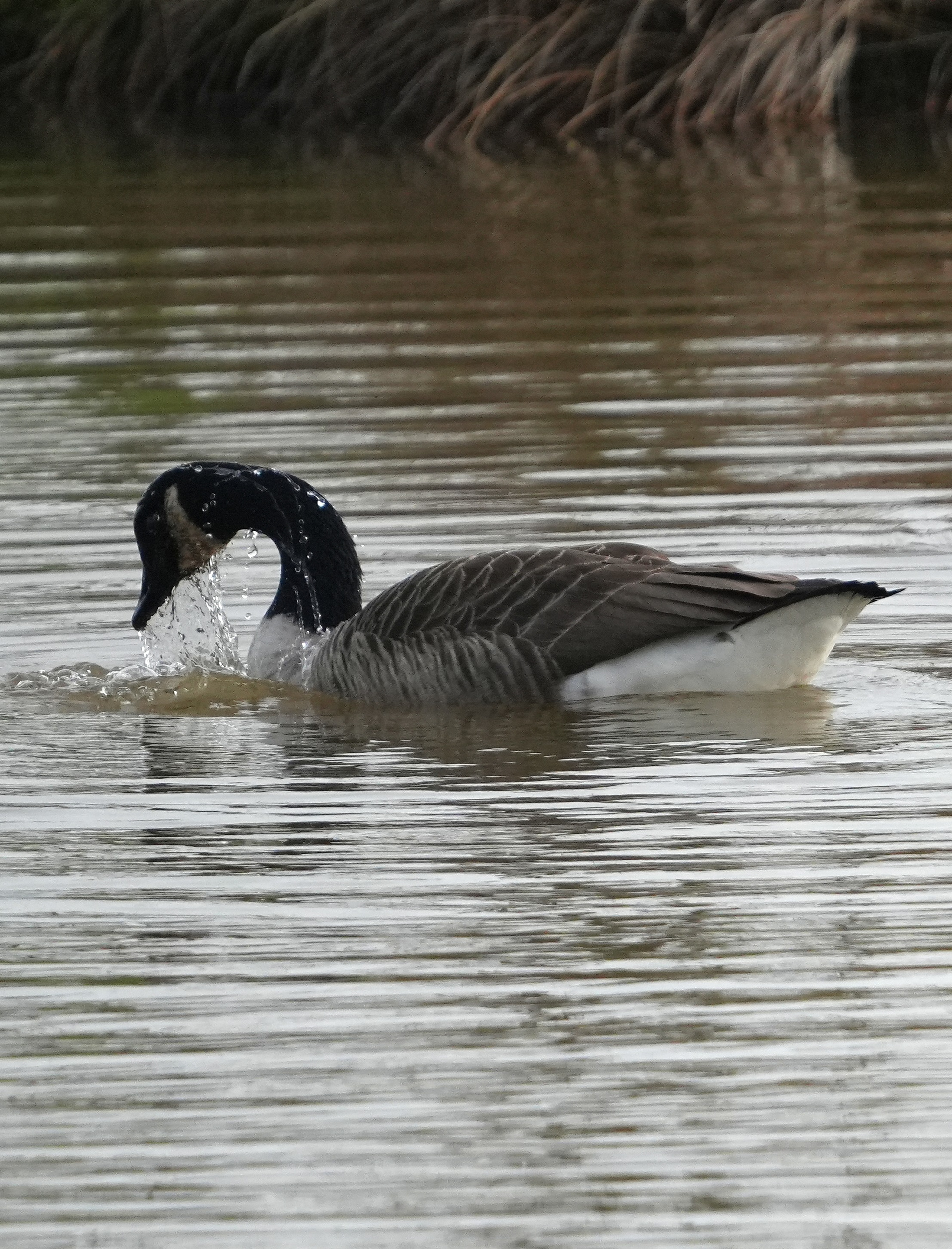 Canadfa Goose