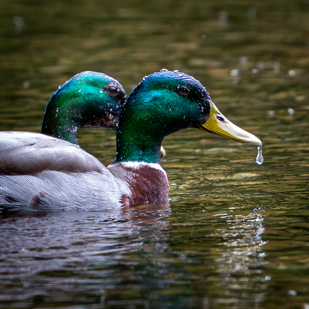 Mallard Duck