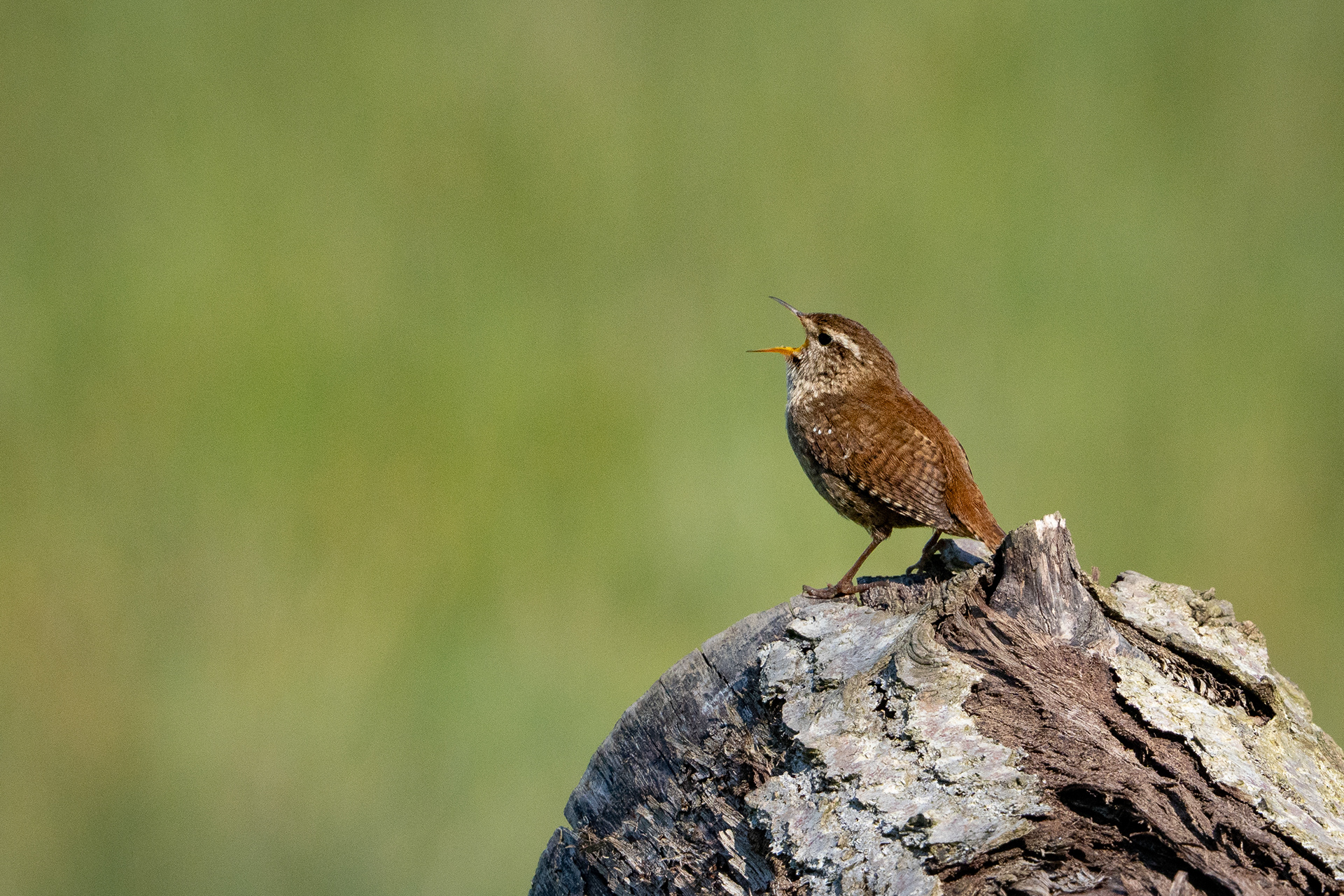Wren