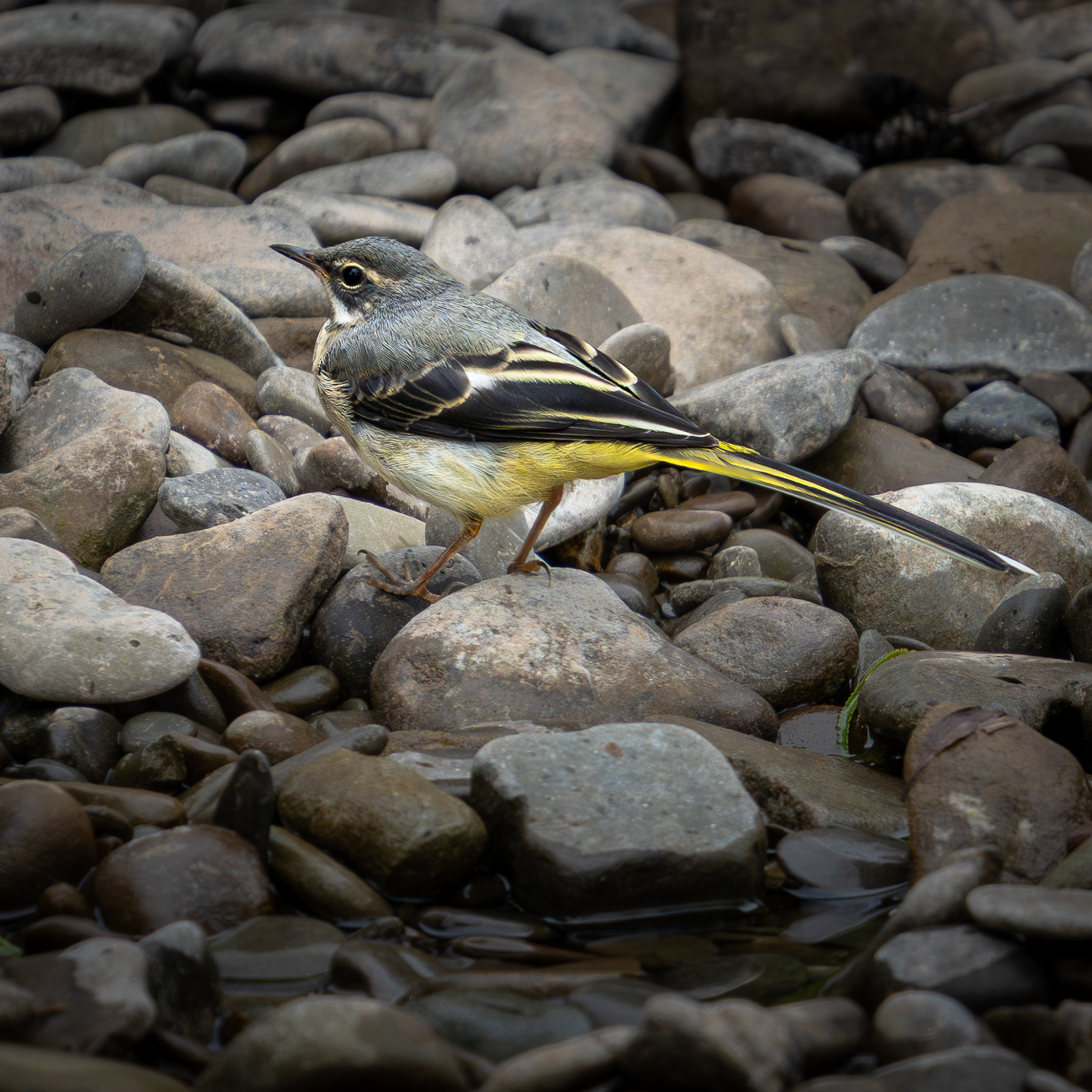 Grey Wagtail