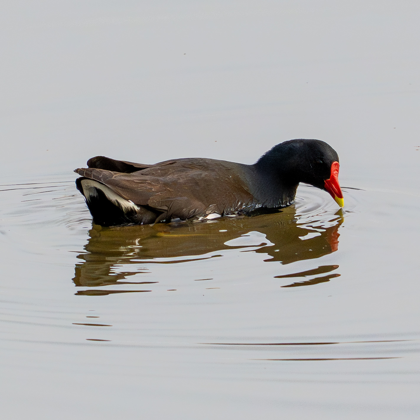 Moorhen