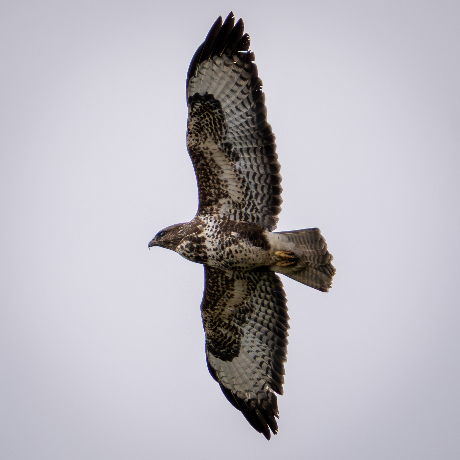 Buzzard