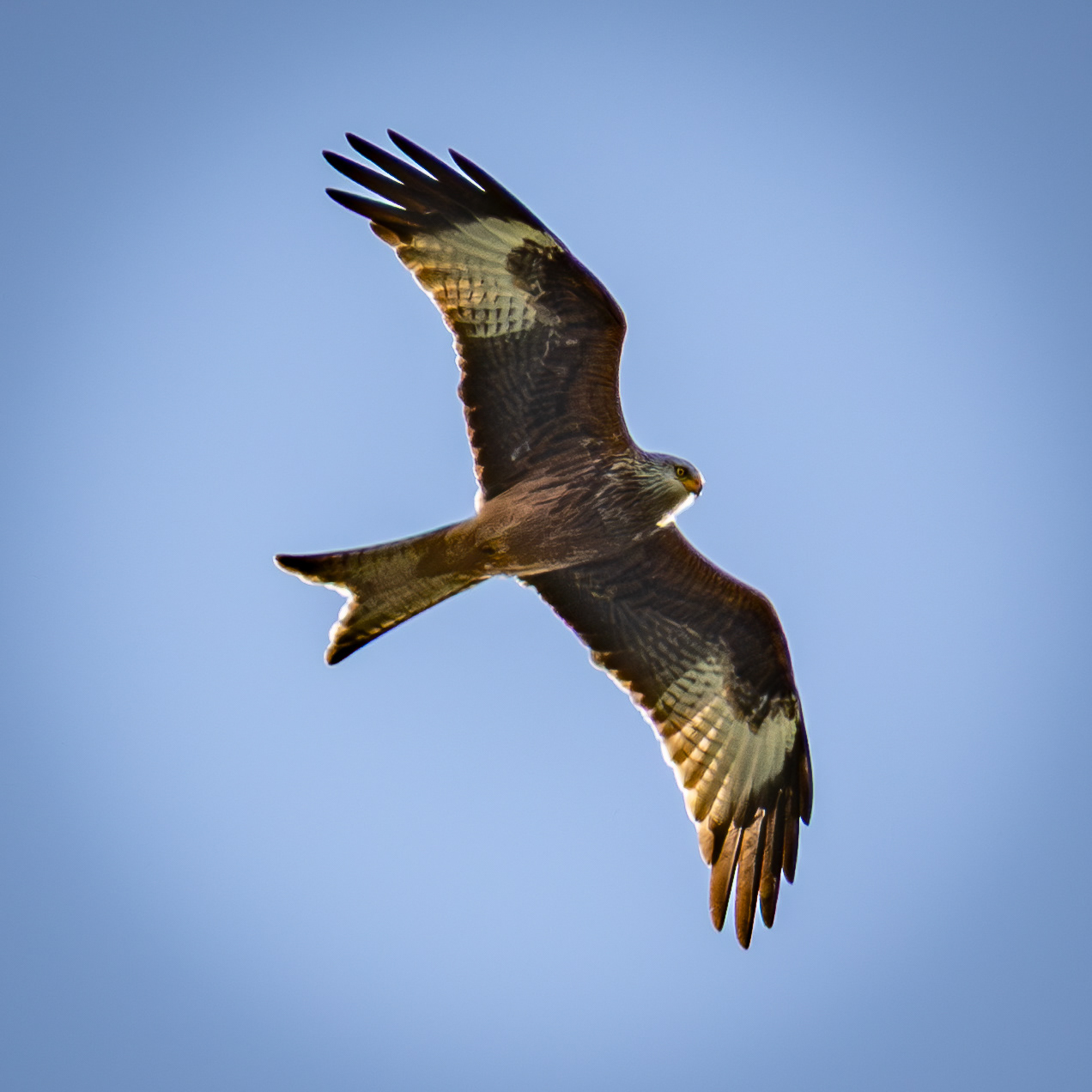 Red Kite
