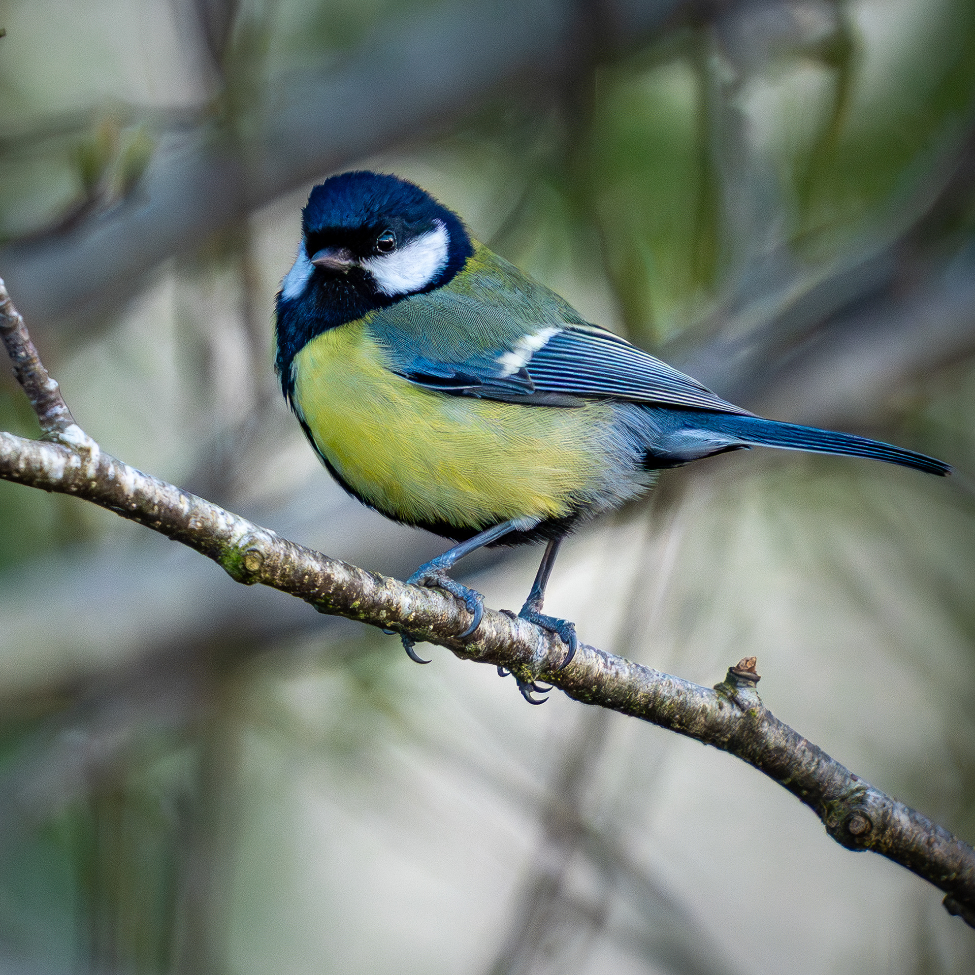 Great Tit