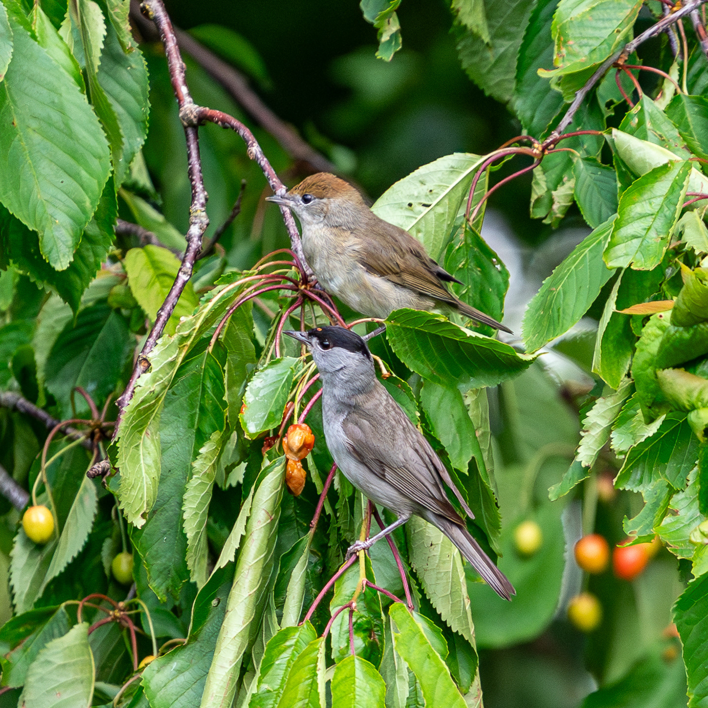 BlackCap and Juvenile 