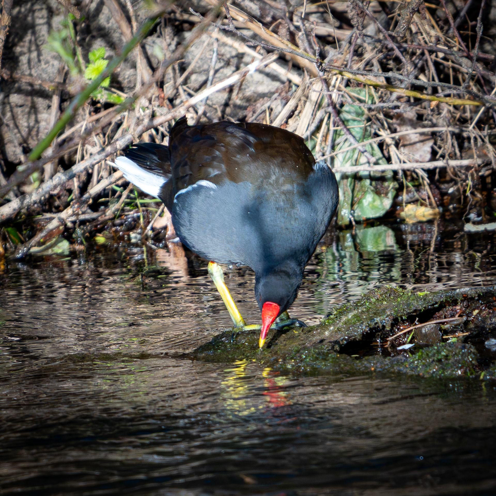 Moorhen