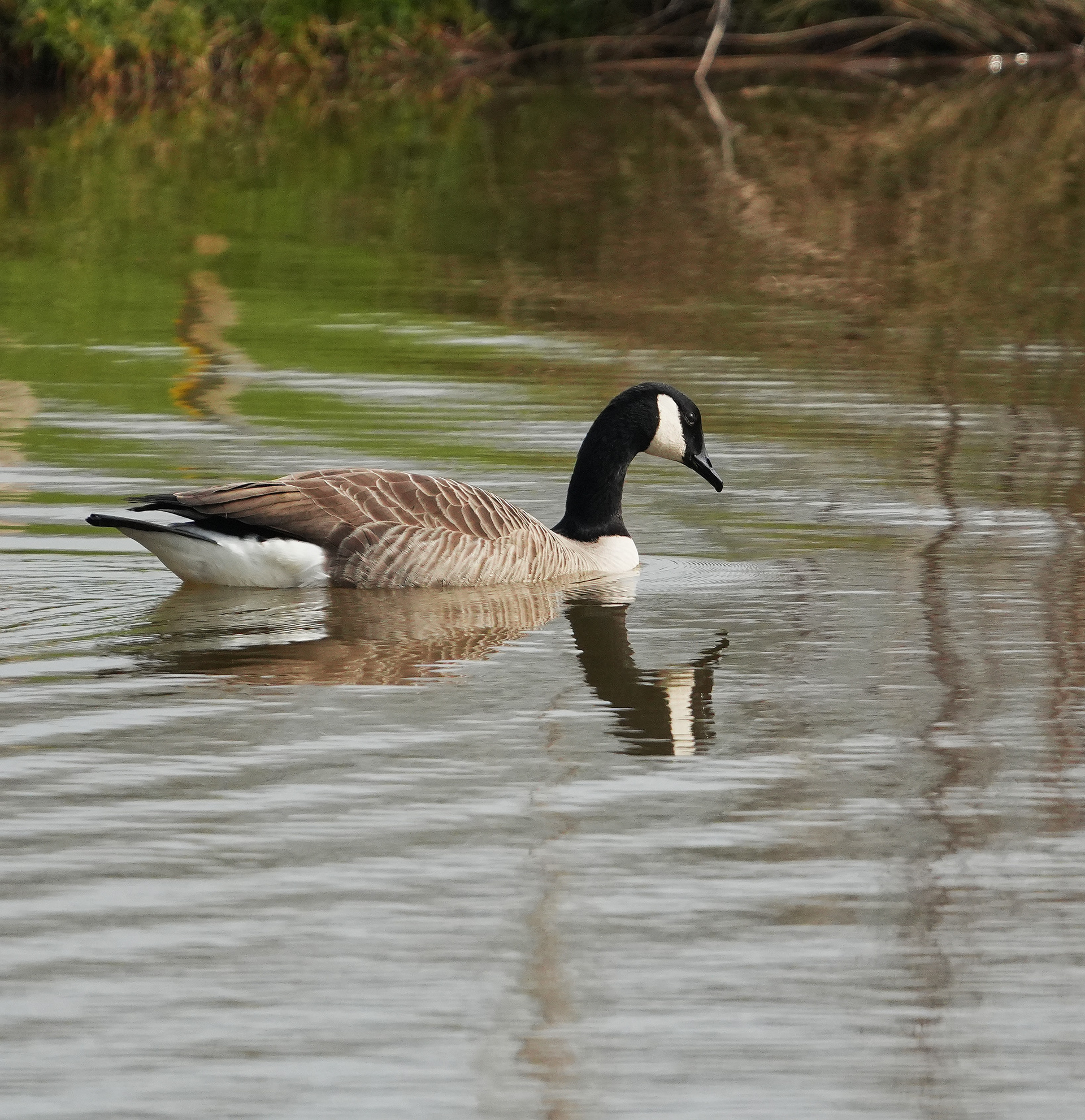 Canada Goose