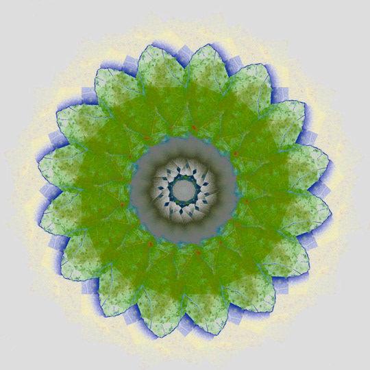 festina lente