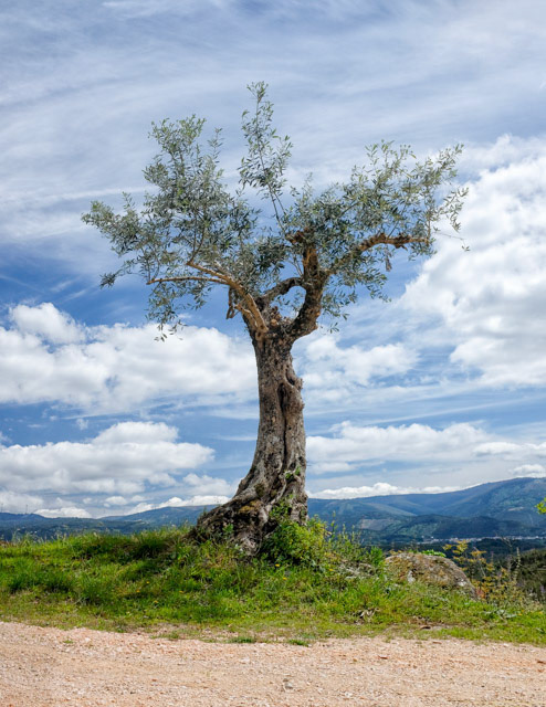 Castelo de Penela