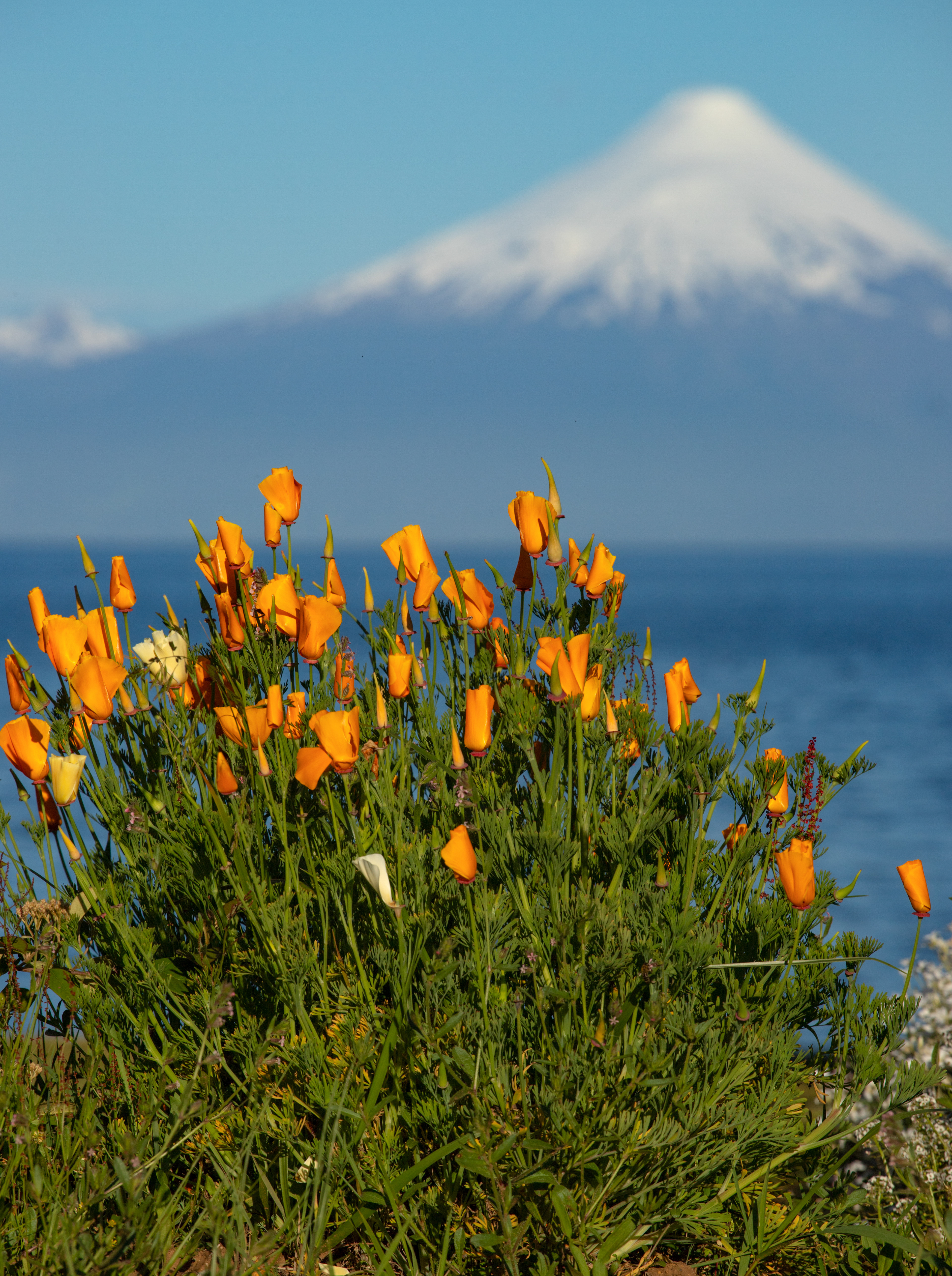 Primavera en Frutillar