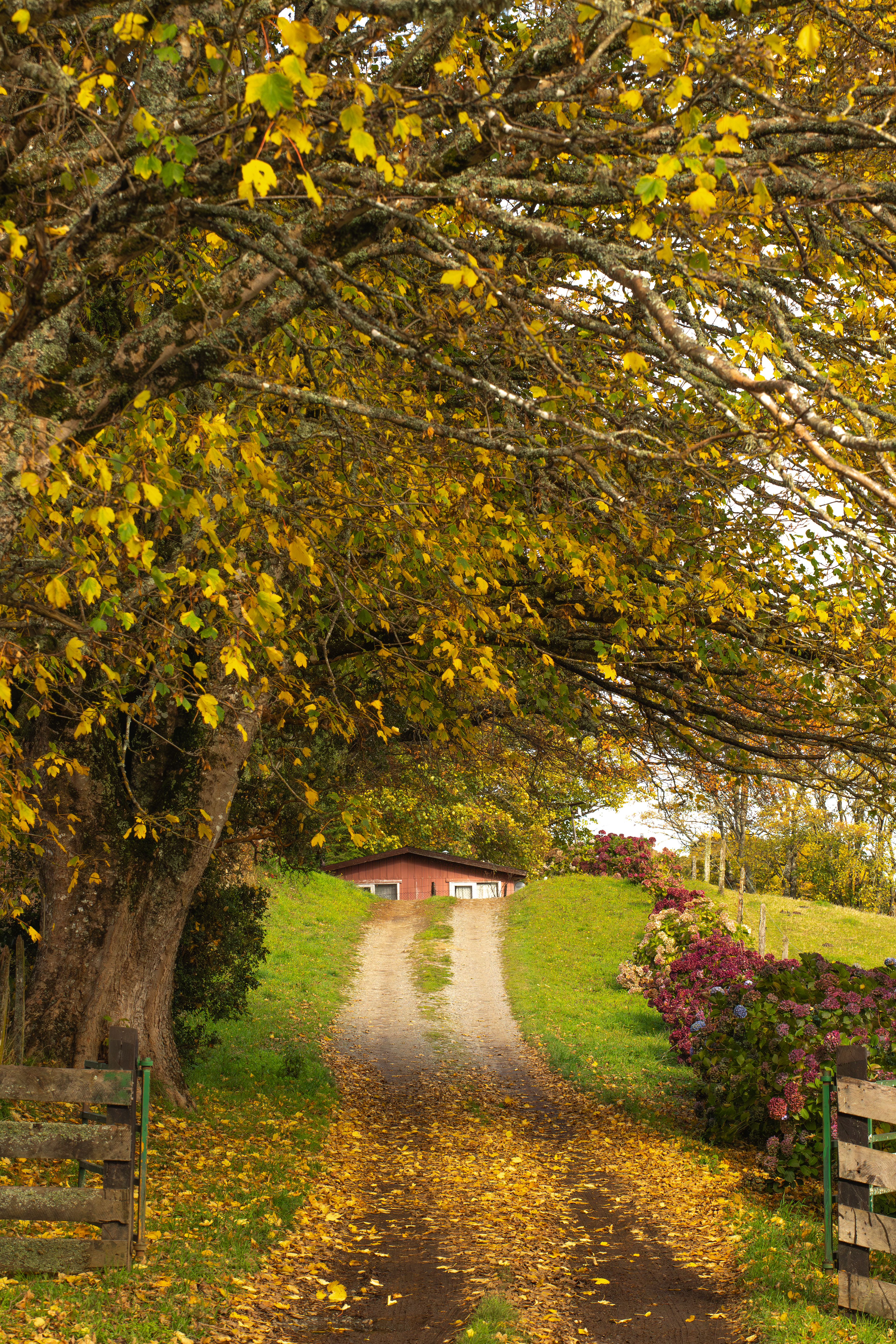Puerto Octay - Otoño