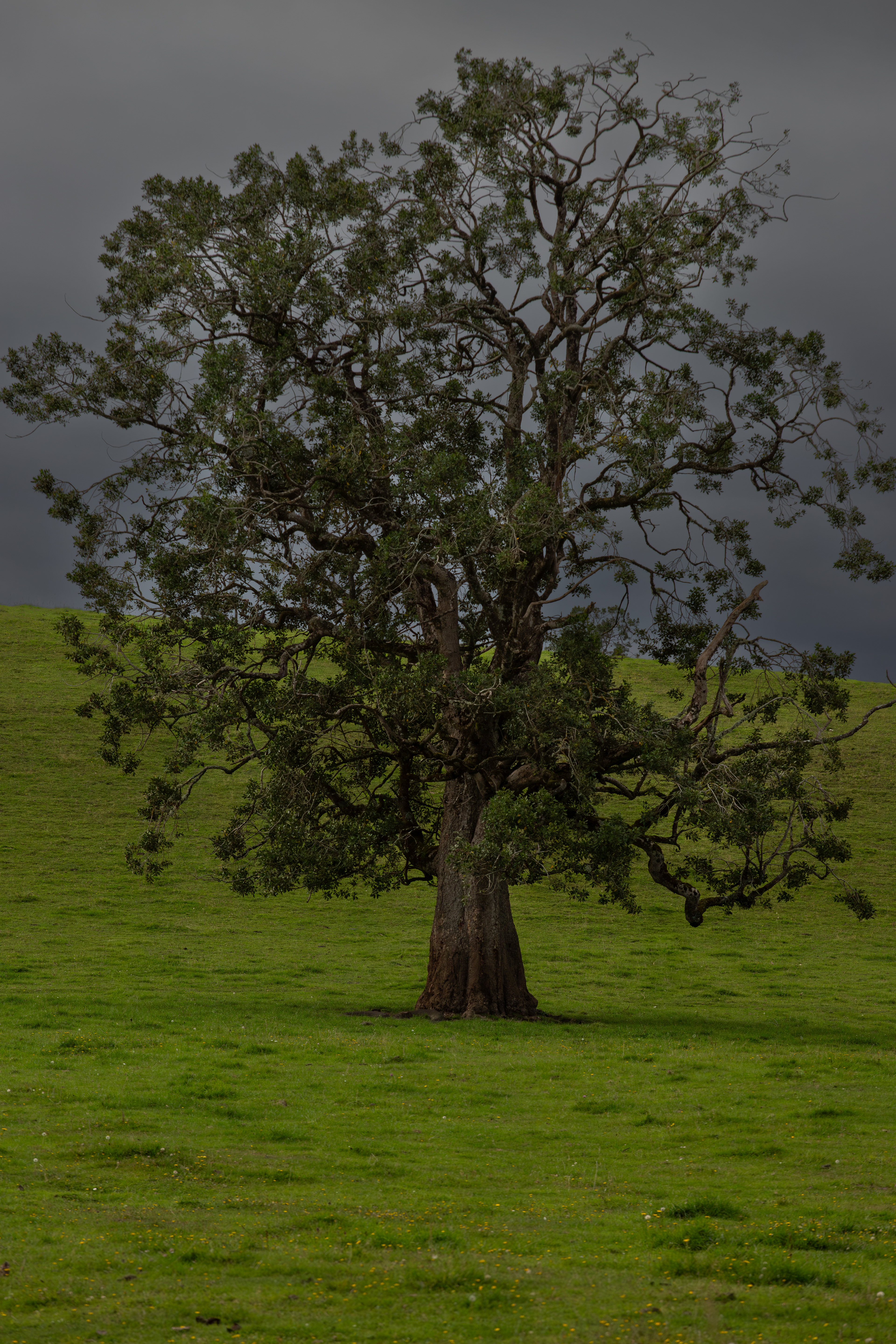 Campos del Sur