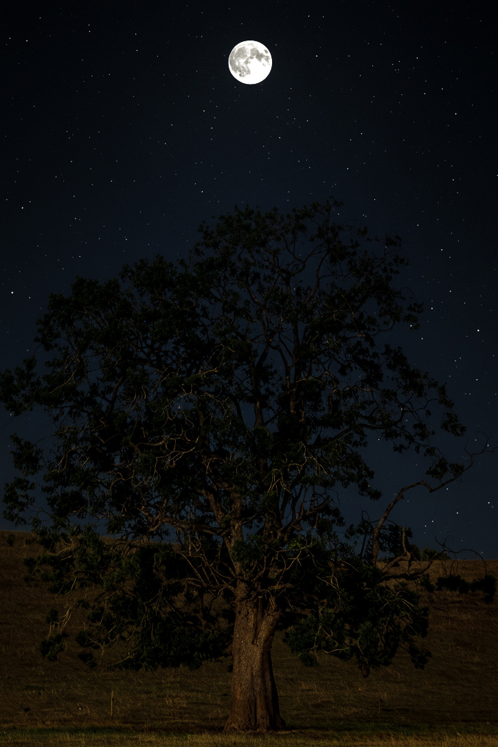 Puerto Octay - de noche
