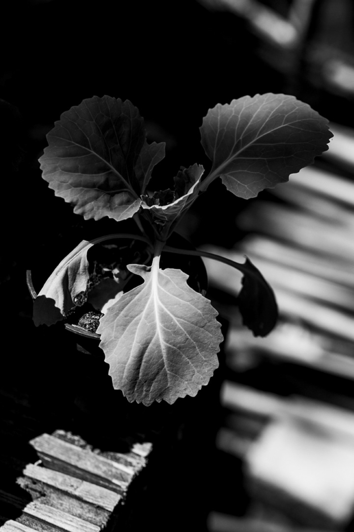 Cabbage seedling ©Den Owen