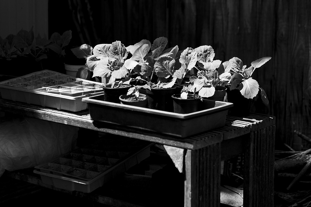 Cabbage seedlings ©Den Owen