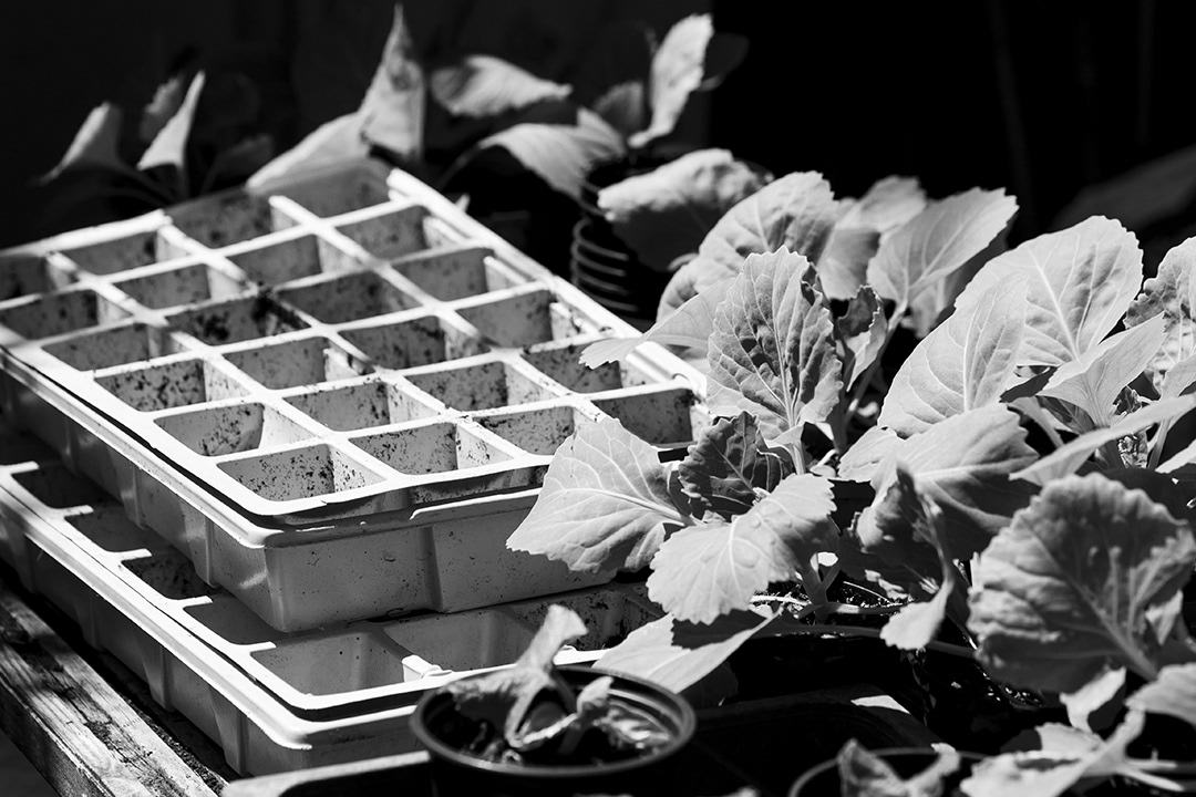 Cabbage seedlings ©Den Owen