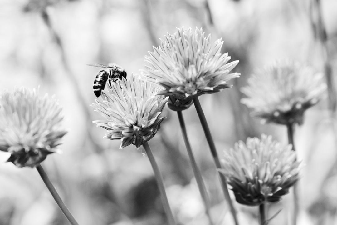 Bee on ivy ©Den Owen