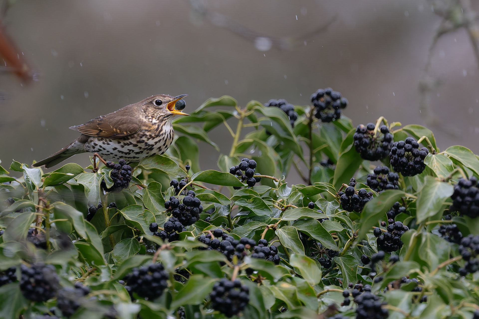 Grive musicienne sur des baies de lierre
